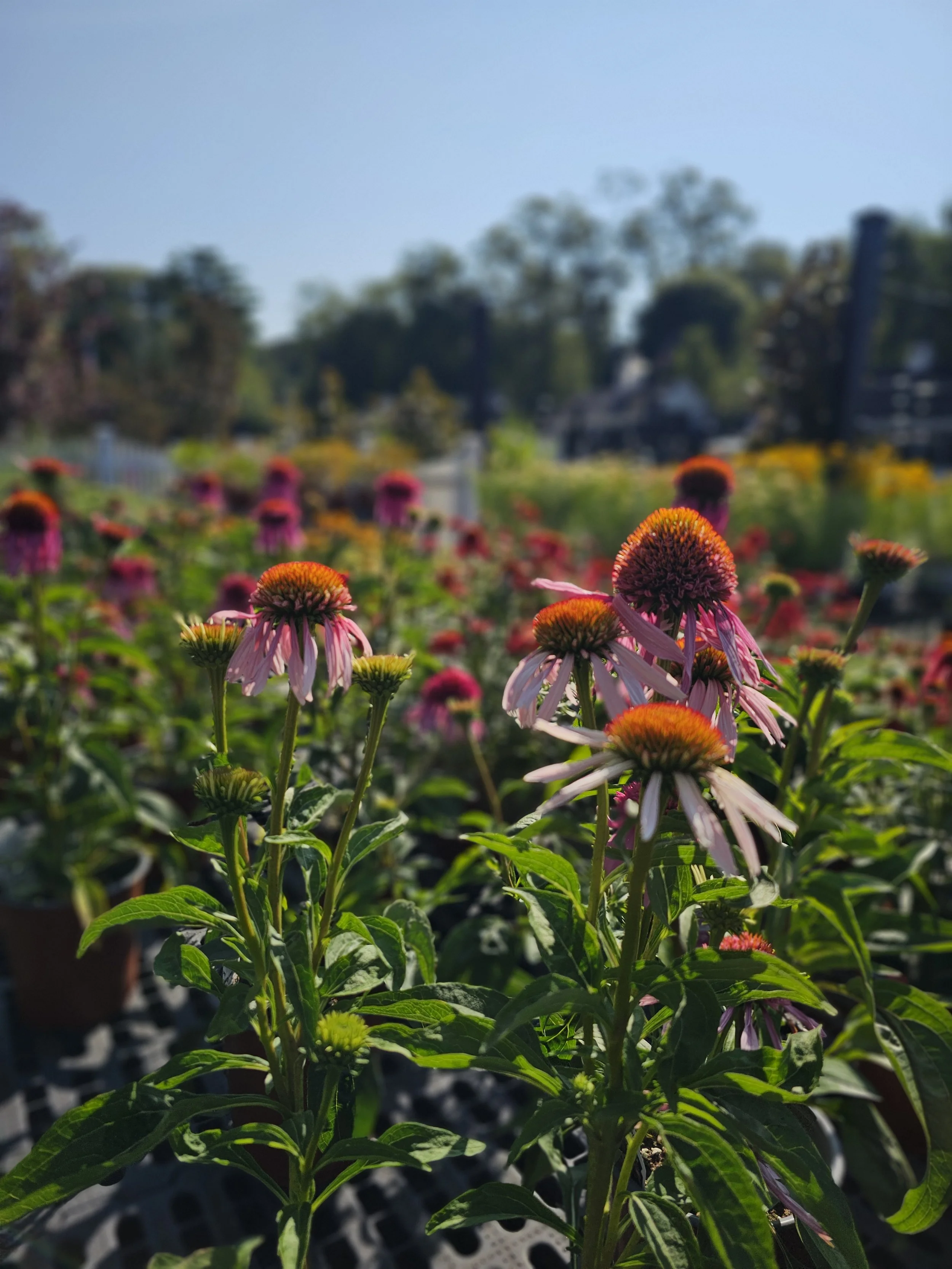 🐝 Why Pollinators Matter: Creating a Pollinator-Friendly Garden in Connecticut