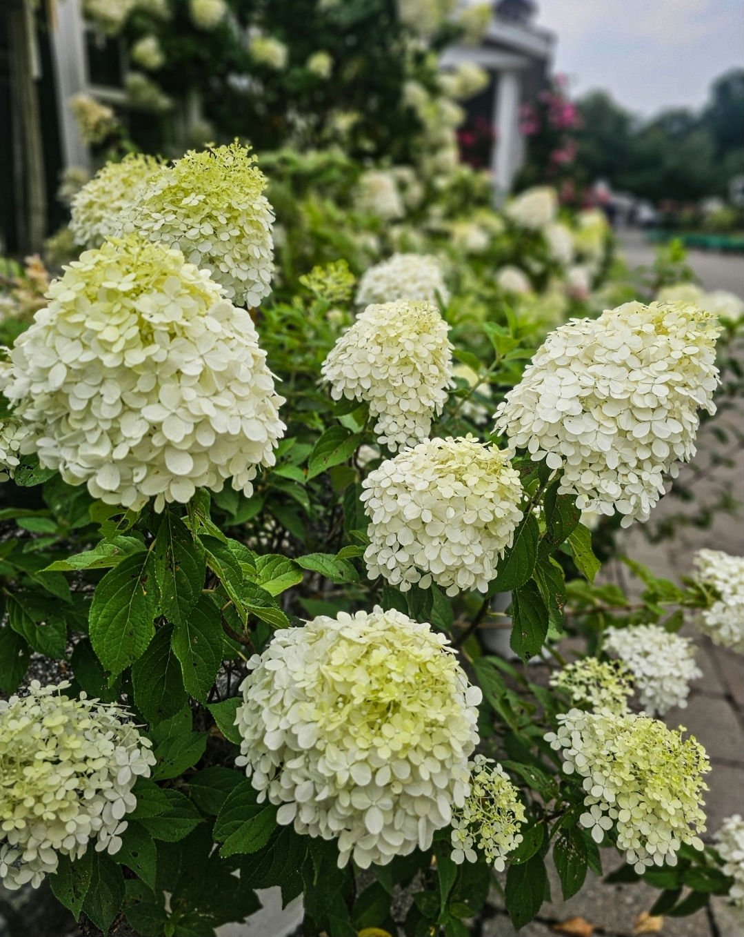 It's Still a Great Time to Plant in Connecticut