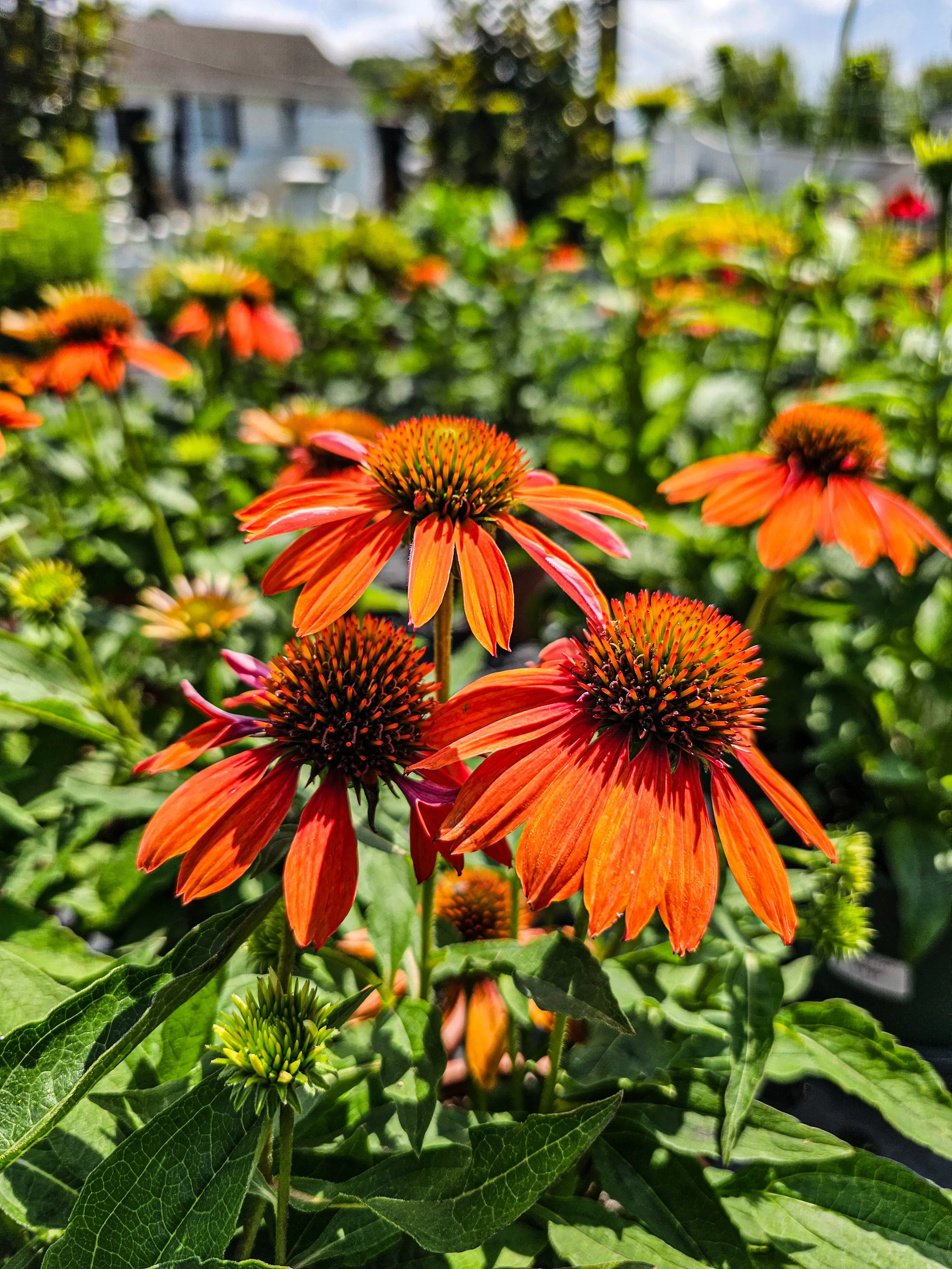 Mid August in the Garden: There’s Still Plenty of Summer Left

