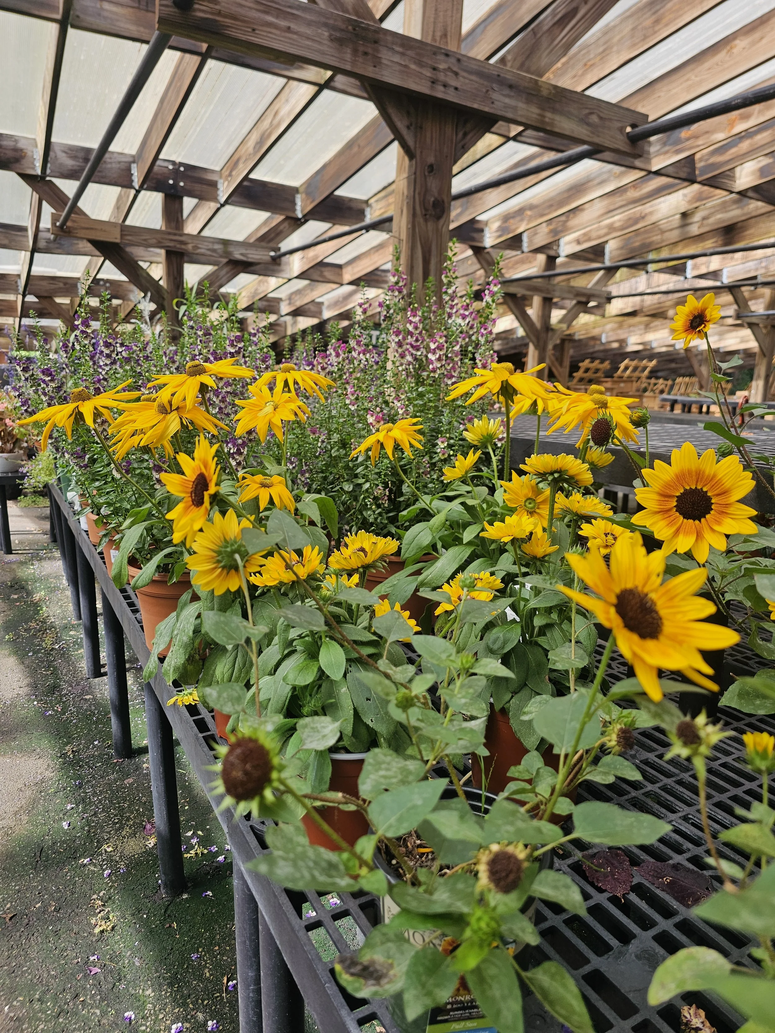 September Gardening in Connecticut: What to Plant and What to Do Now