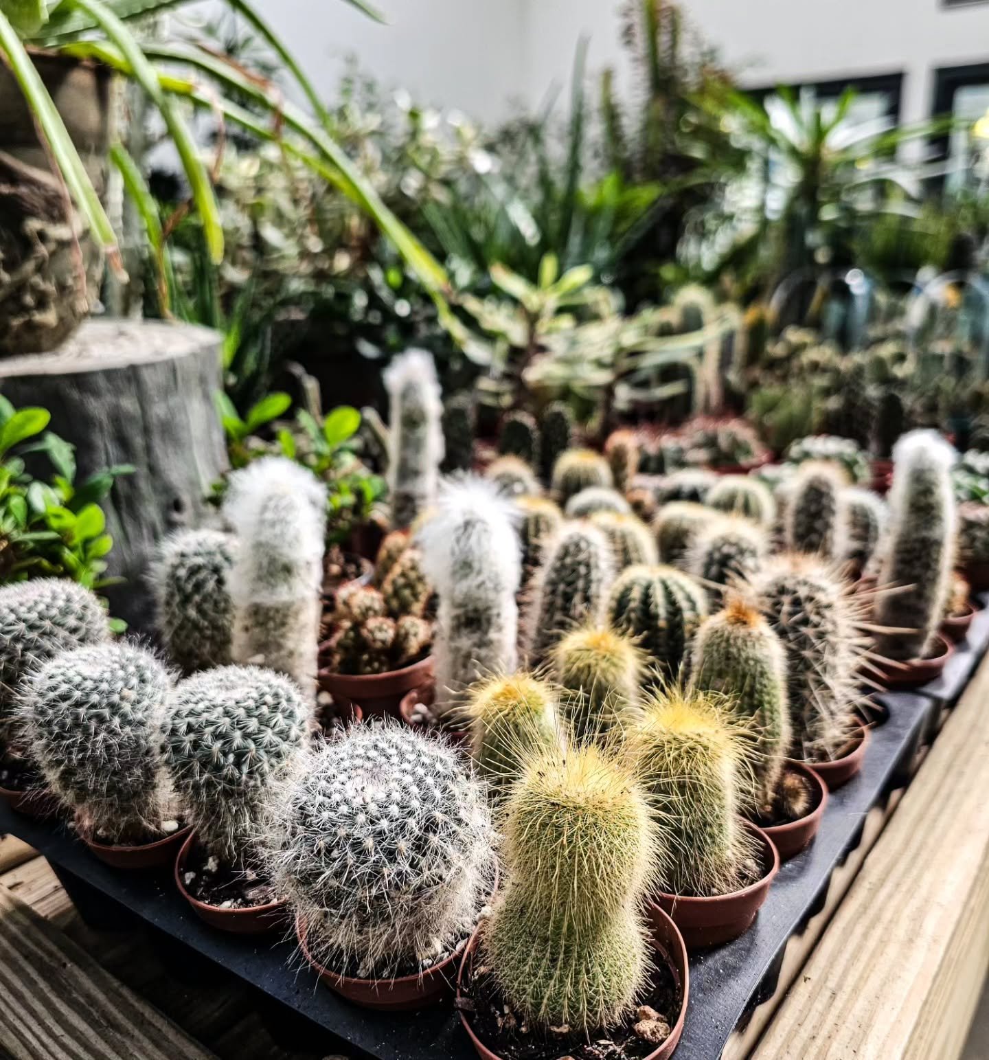 A little something for our cactus and succulent lovers! 🌵💚

From tiny, fuzzy cacti to unique statement plants, there's so much to explore in our greenhouse!

We love all the different shapes, colors and textures, and with so many varieties to choos