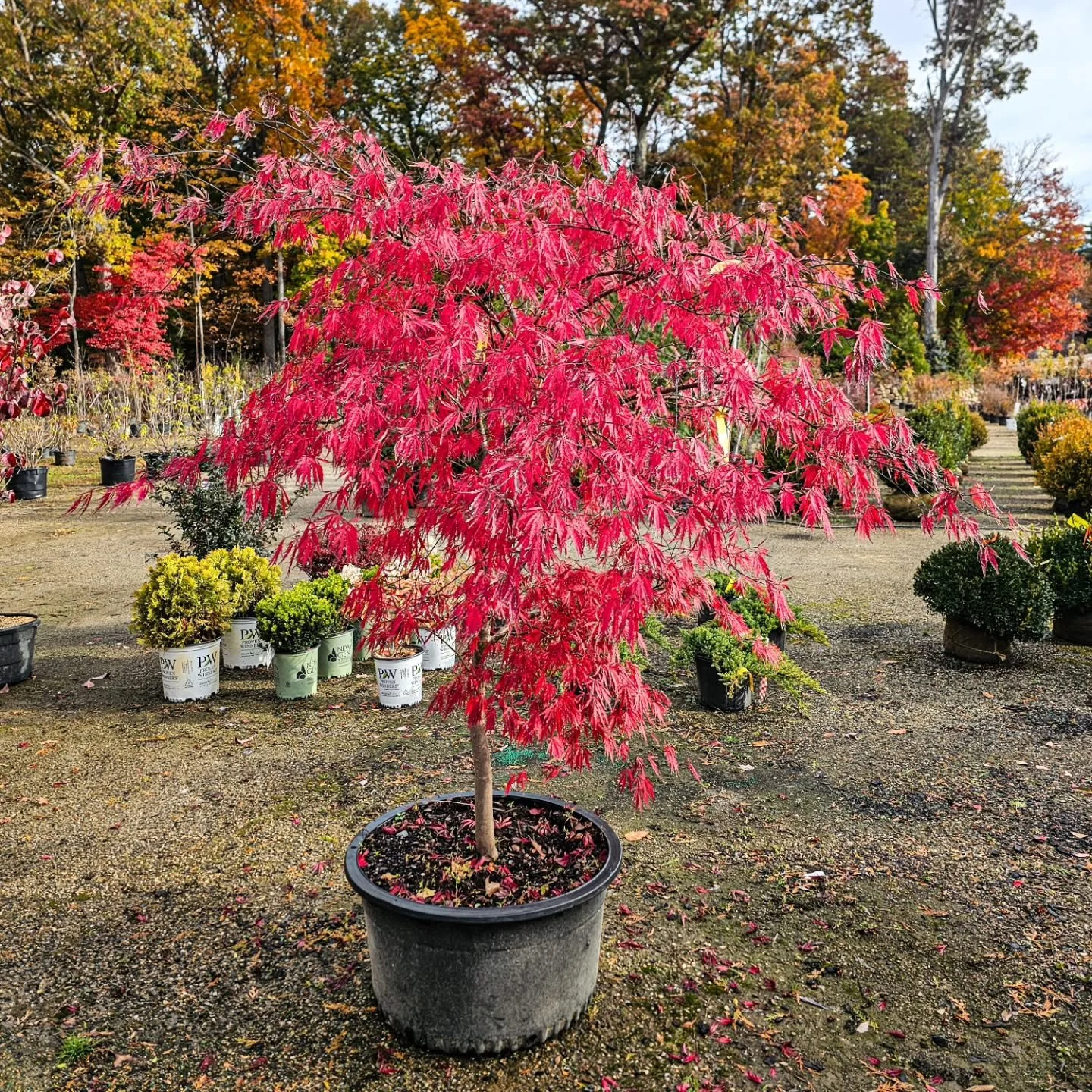 Hard to beat the fall color on a Japanese maple! 🍁❤️

With its vibrant red foliage and beautiful cascading branches, this one is definitely catching our attention at the garden center!

🍂 All deciduous trees &amp; shrubs are 30% OFF!

There's still