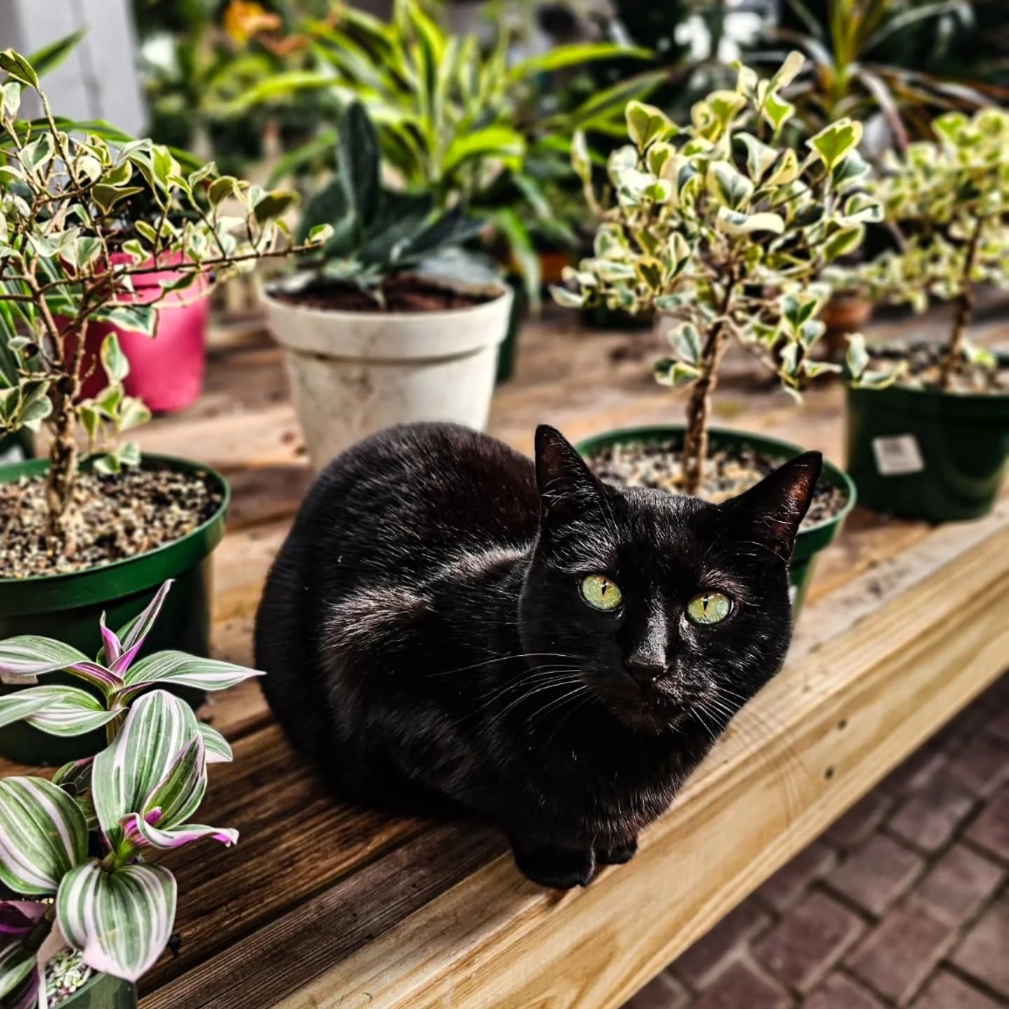 Happy National Cat Day! 🐈&zwj;⬛🖤

We couldn't let today go by without showing off our girl, Missus!

Whether she's exploring the pumpkins, lounging with the houseplants, or finding the perfect spot to watch over the garden center, Missus is always 