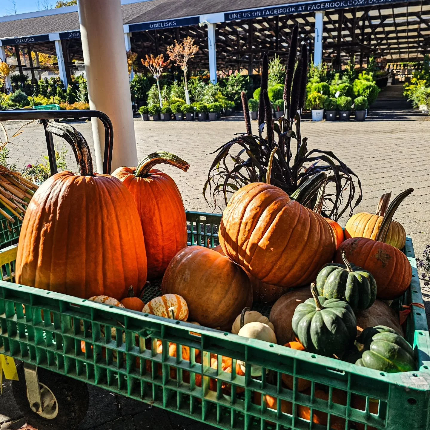 There's still plenty of time to give your front porch a little fall makeover! 🍂🎃

Whether you're keeping it simple with a few pumpkins and mums or going all out with hay bales, cornstalks and gourds, we've got everything you need to bring those fal