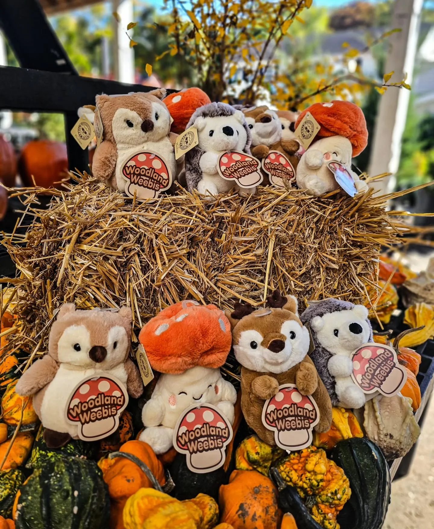 Our little woodland friends are ready to find their forever homes! 🦊🍄

We're so excited for our NEW Woodland Adventure at Designs by Lee on Saturday, November 7!

Bring your little explorers for a fun-filled day at the garden center!

🌿 Explore on