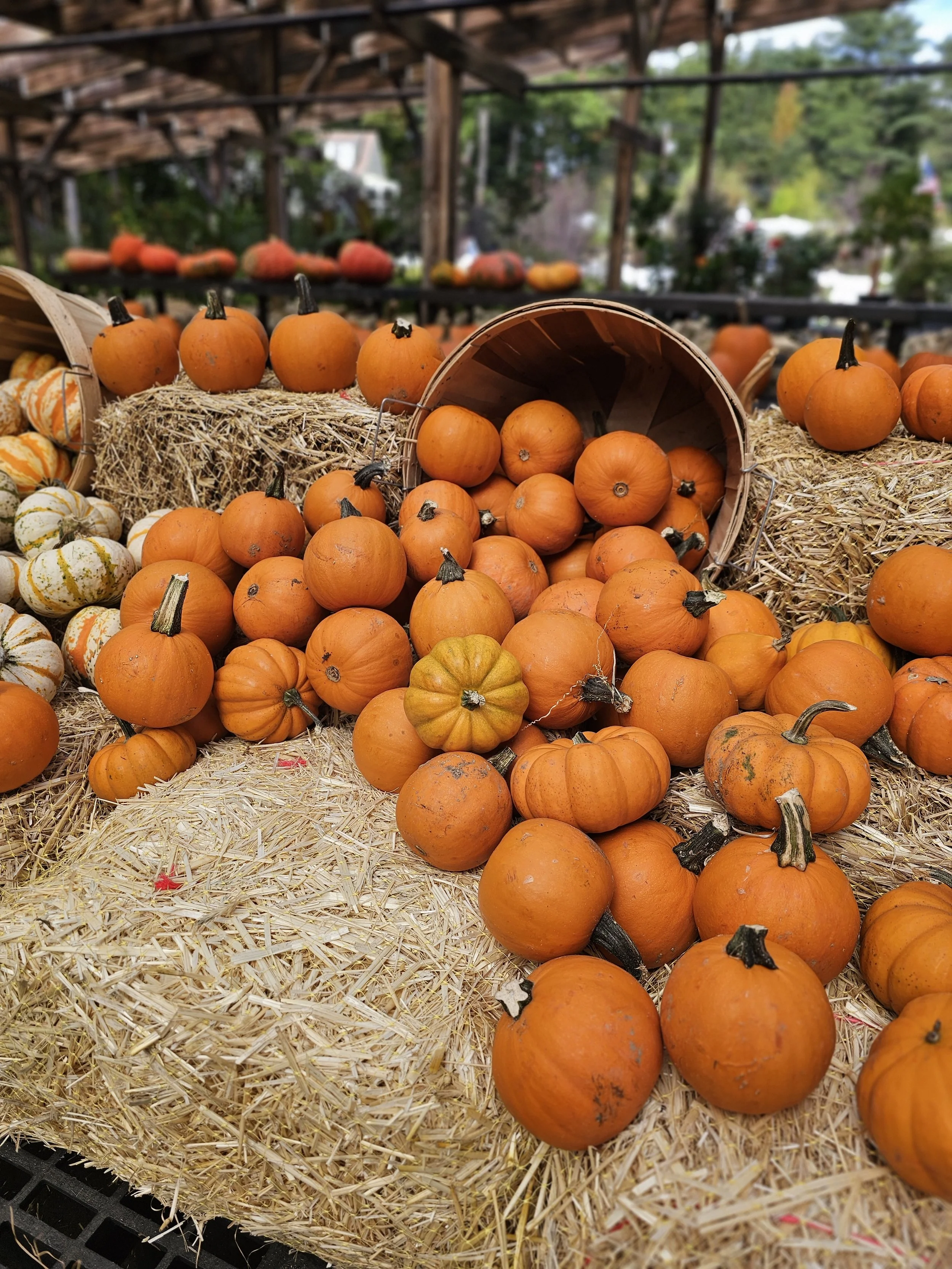 Seasonal Décor