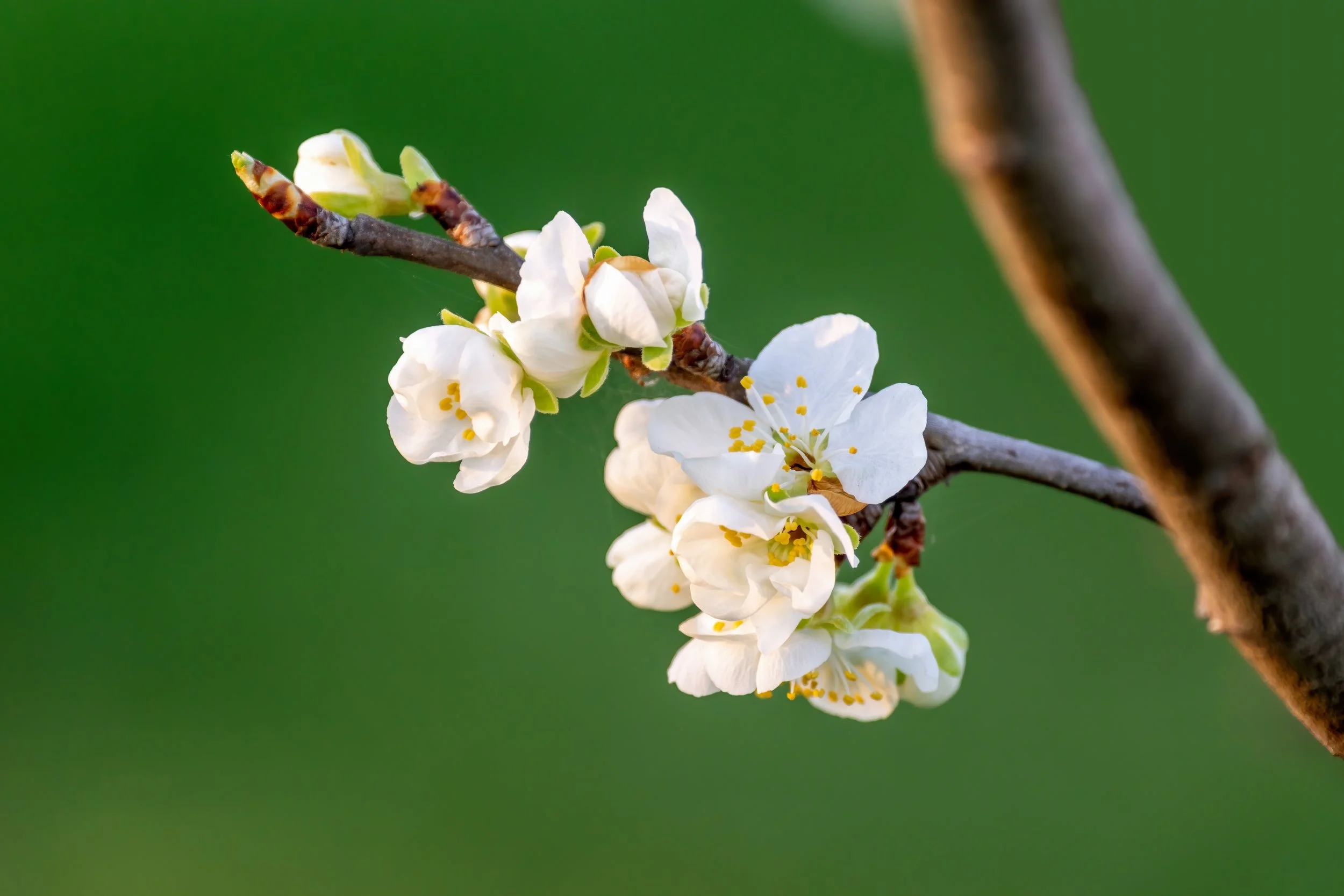 Deciduous Trees & Shrubs