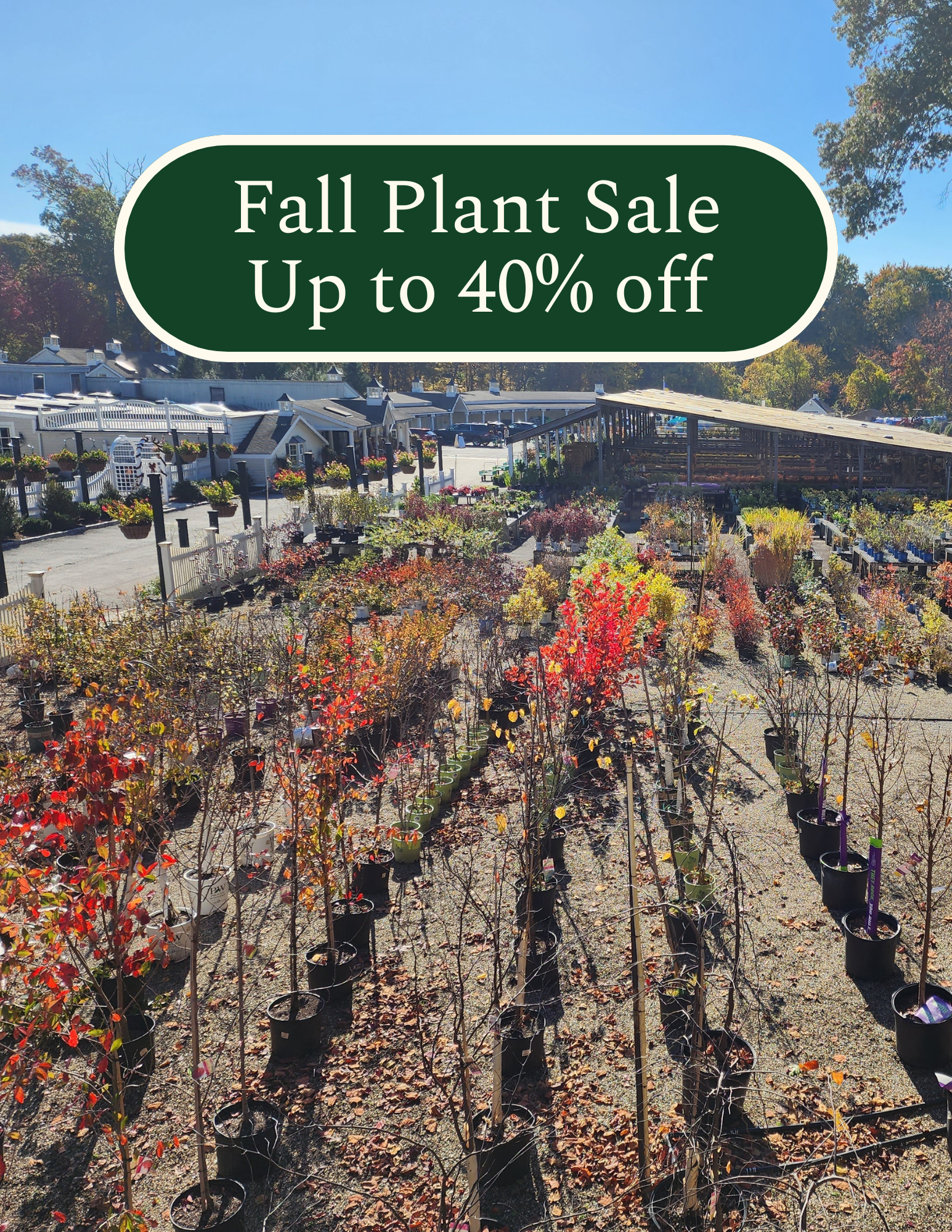 Outdoor plant nursery with rows of potted trees and shrubs for fall sale, with a green sign reading "Fall Plant Sale Up to 40% off" at the top.