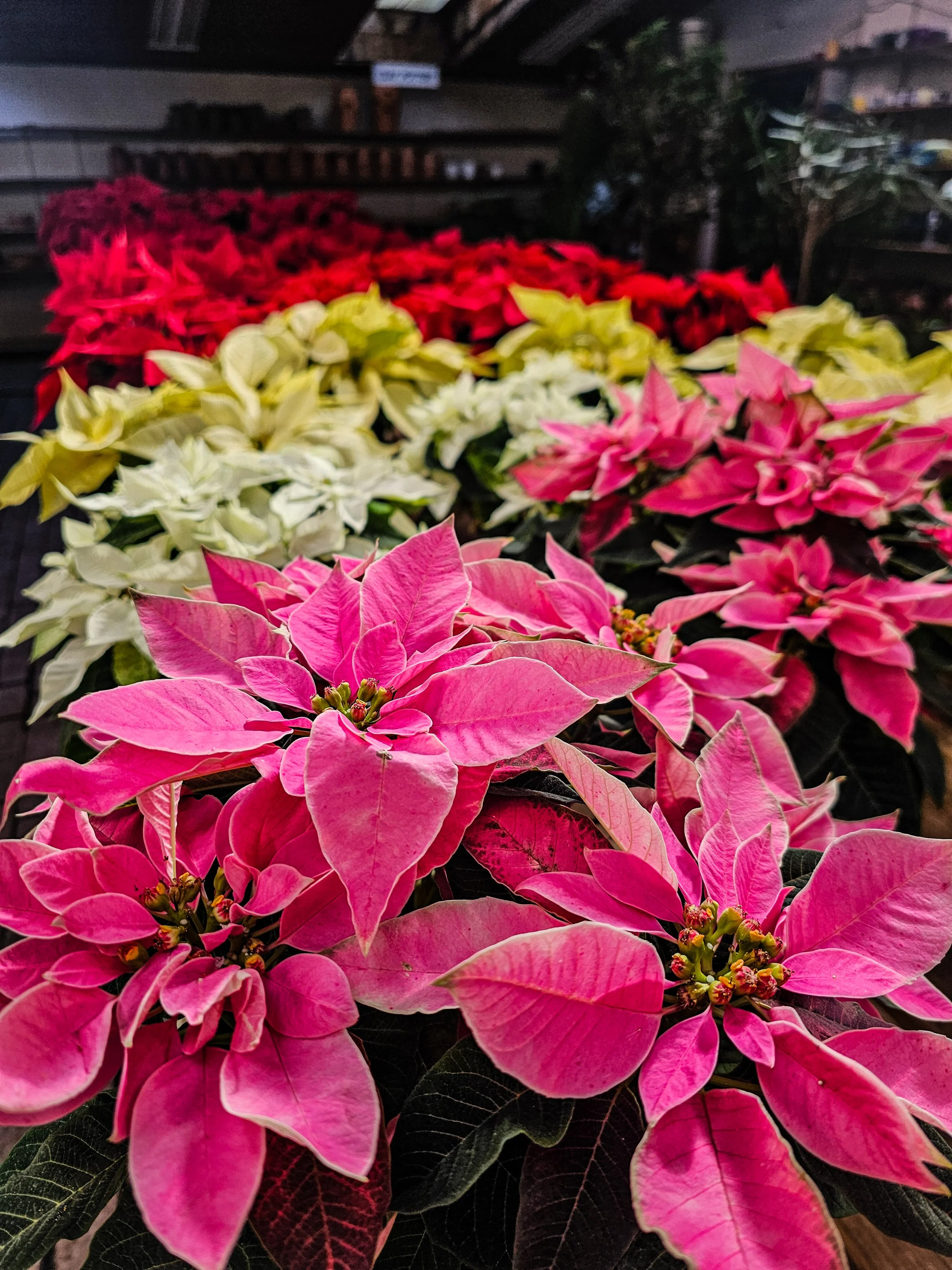 Close-up of pink, white, red, and cream poinsettia flowers in a garden center.
