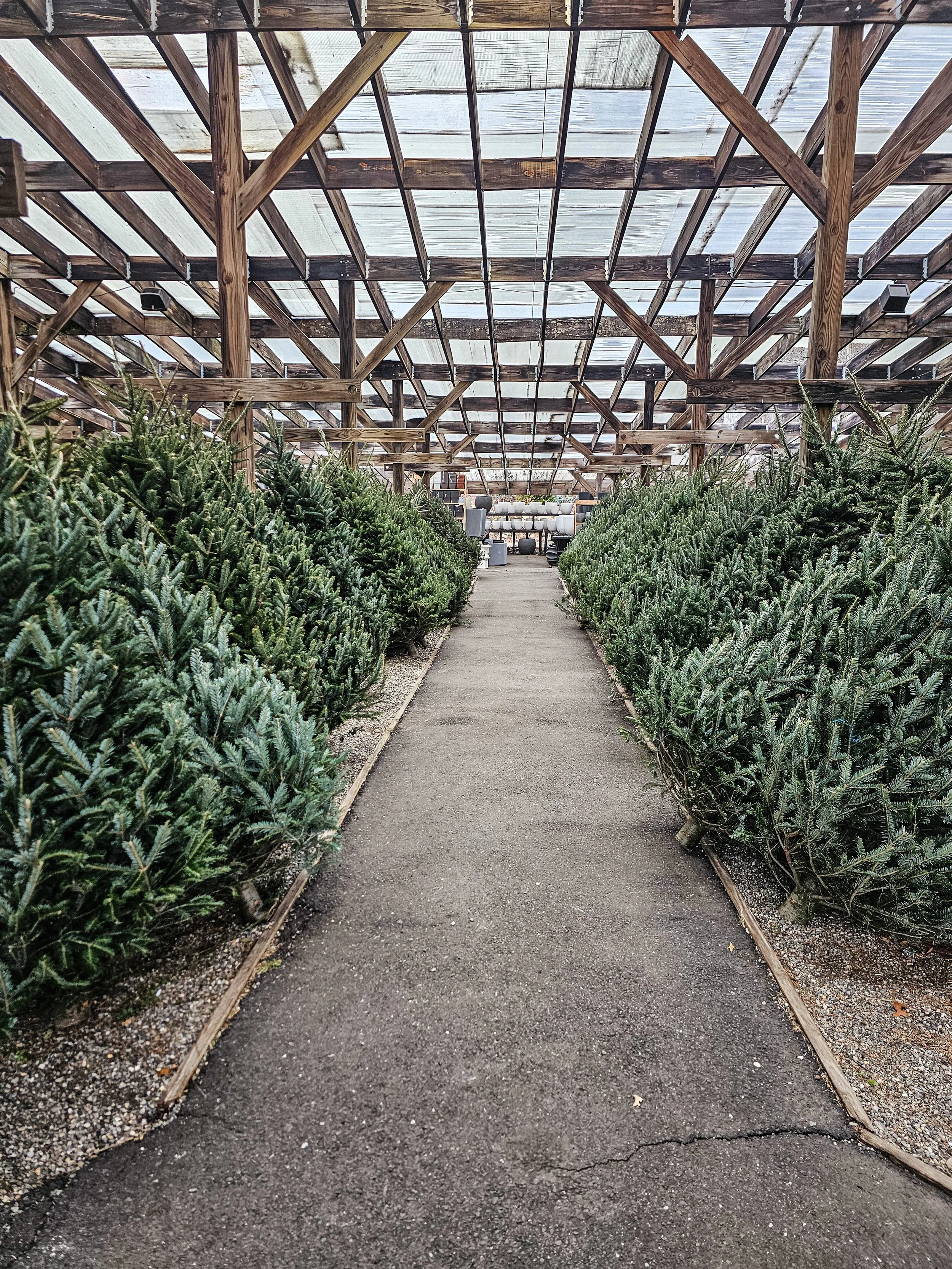 A greenhouse aisle with rows of evergreen Christmas trees on either side, a concrete path in the middle, and a wooden roof with transparent panels.