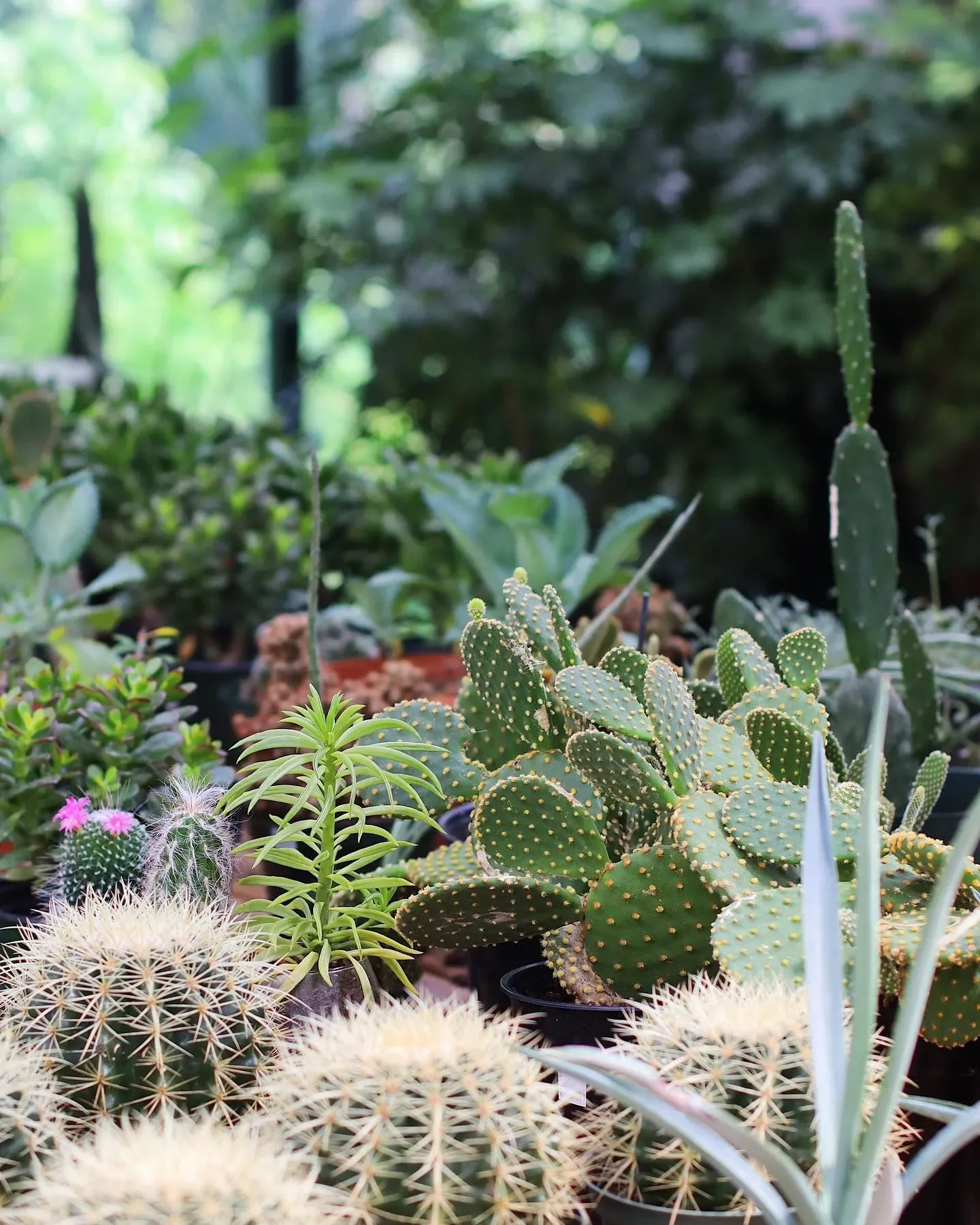 Various potted cacti and succulents in a garden or greenhouse setting with greenery in the background.