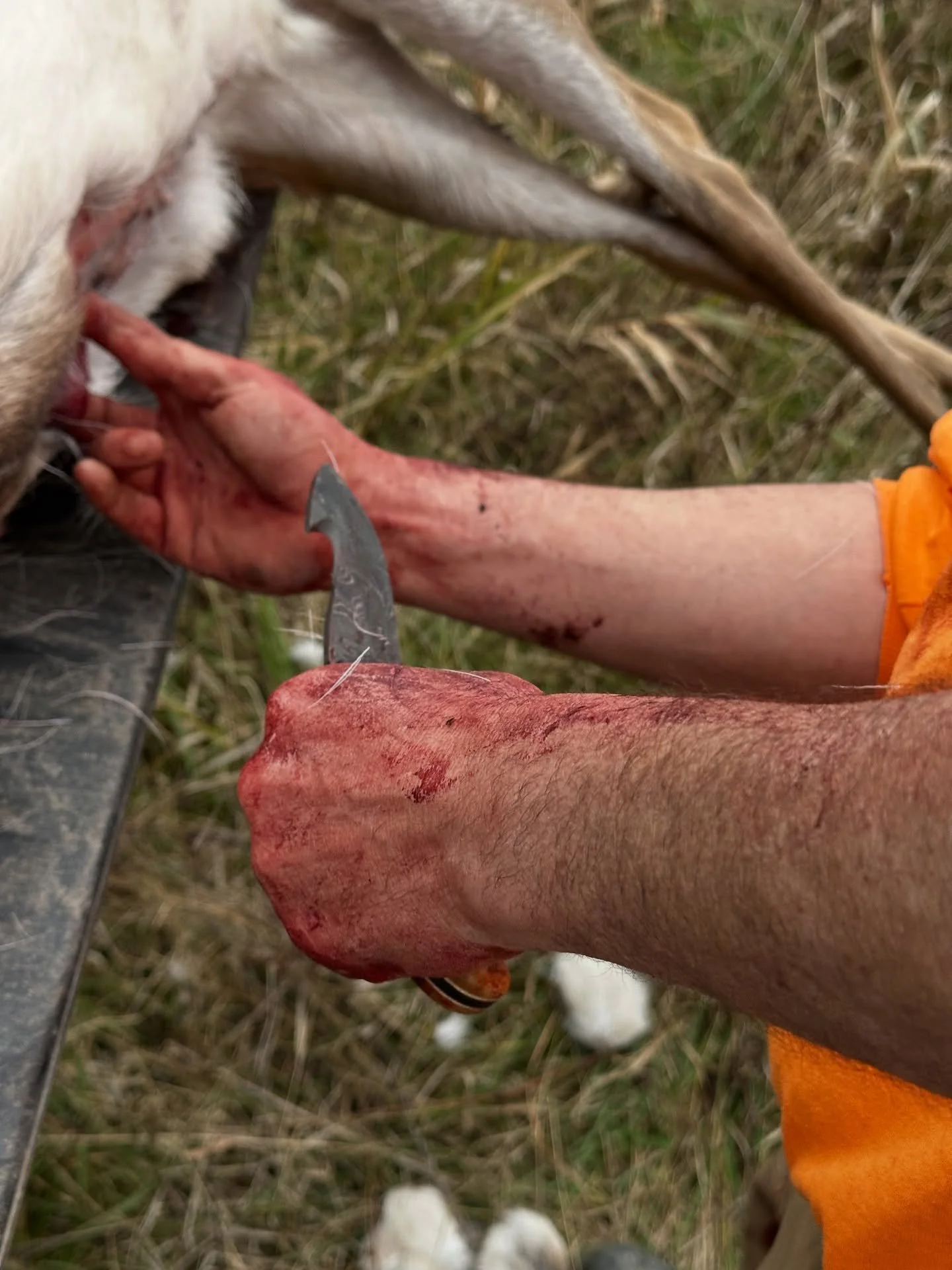 Field Tested 🦌  Hunter Approved ☑️

#EDCknife #customknives #madeinusa #knife #cuttingboard #usa🇺🇸 #CKKnifeCompany #CKKC #michigan #mi #grandrapids #traversecity #ludington #eastlansing