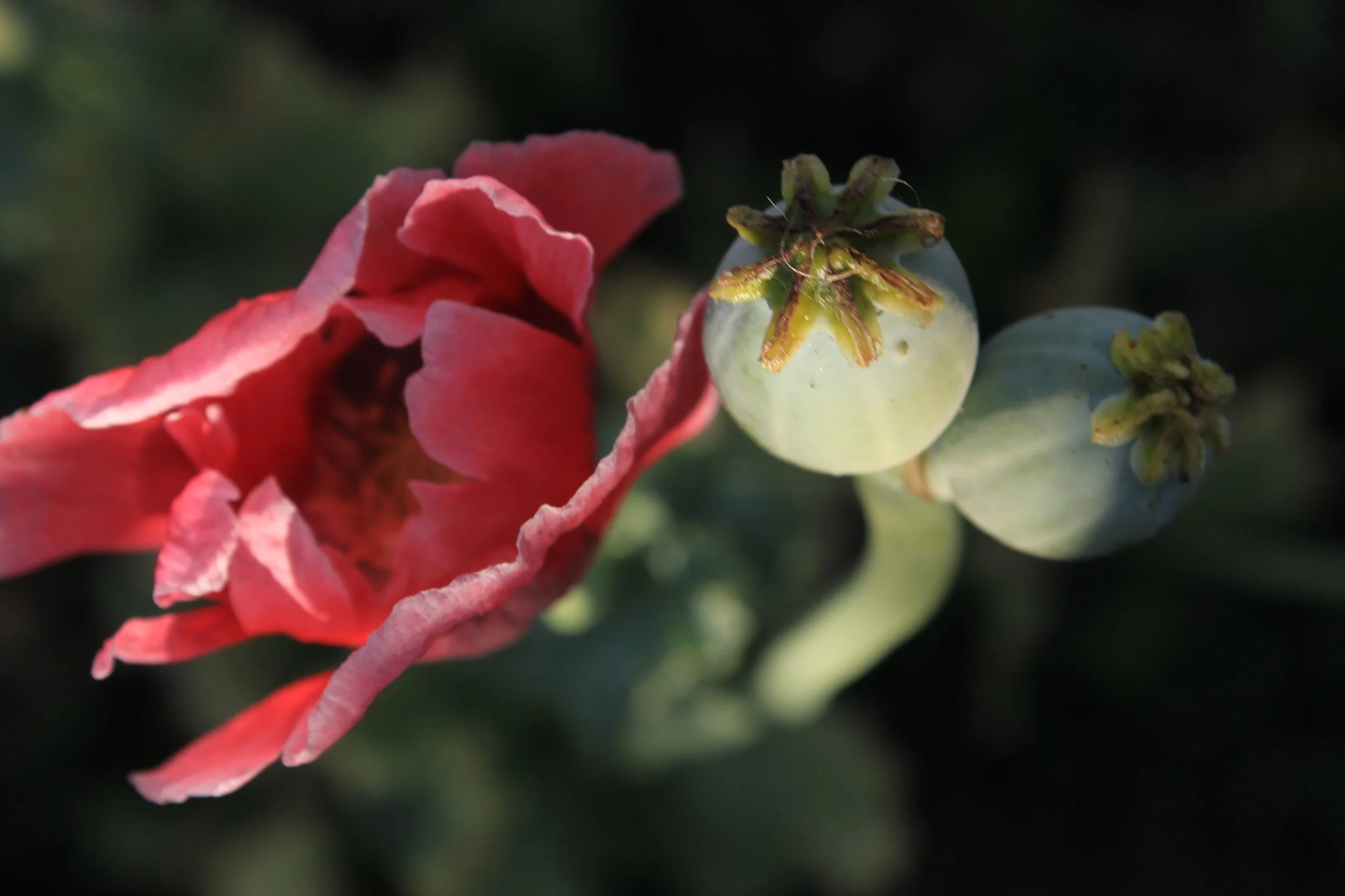 IMG_3906.jpeg