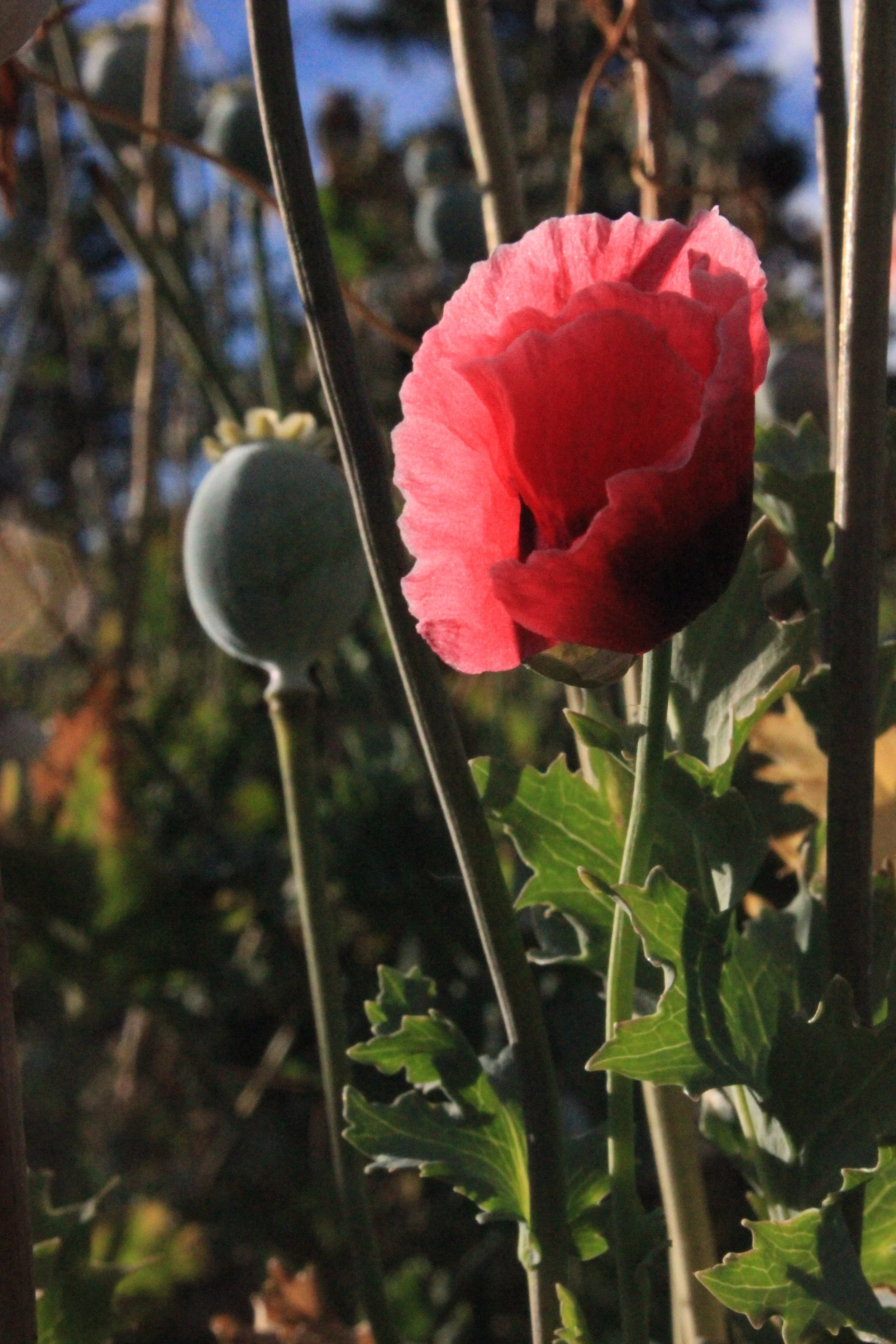IMG_3877.jpeg