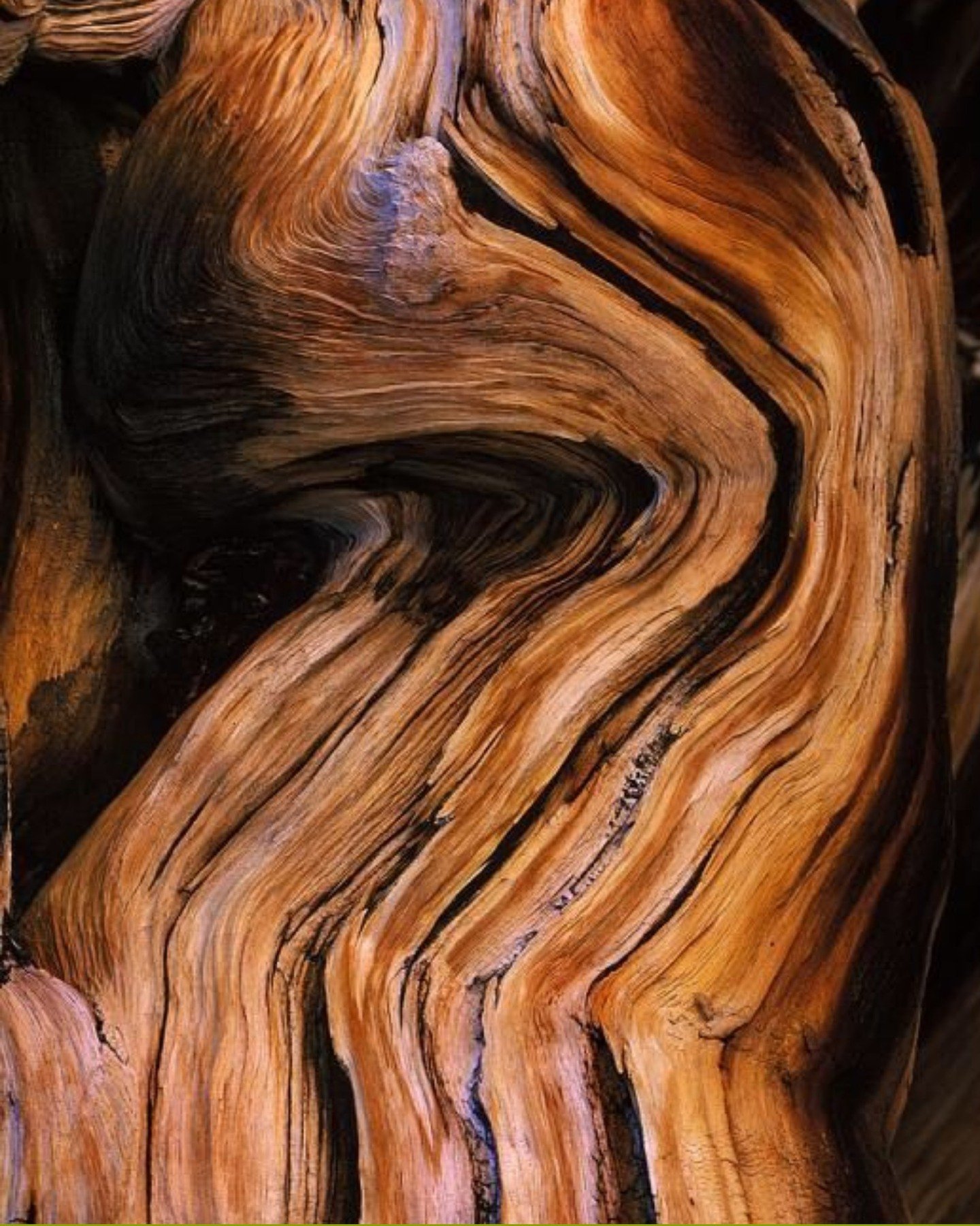 SUNBURNT COUNTRY

Bourbon and vanilla melting into the soft allure of cashmere, grounded by the raw depth of guaiac wood. 

AMBER / SMOKY / SWEET