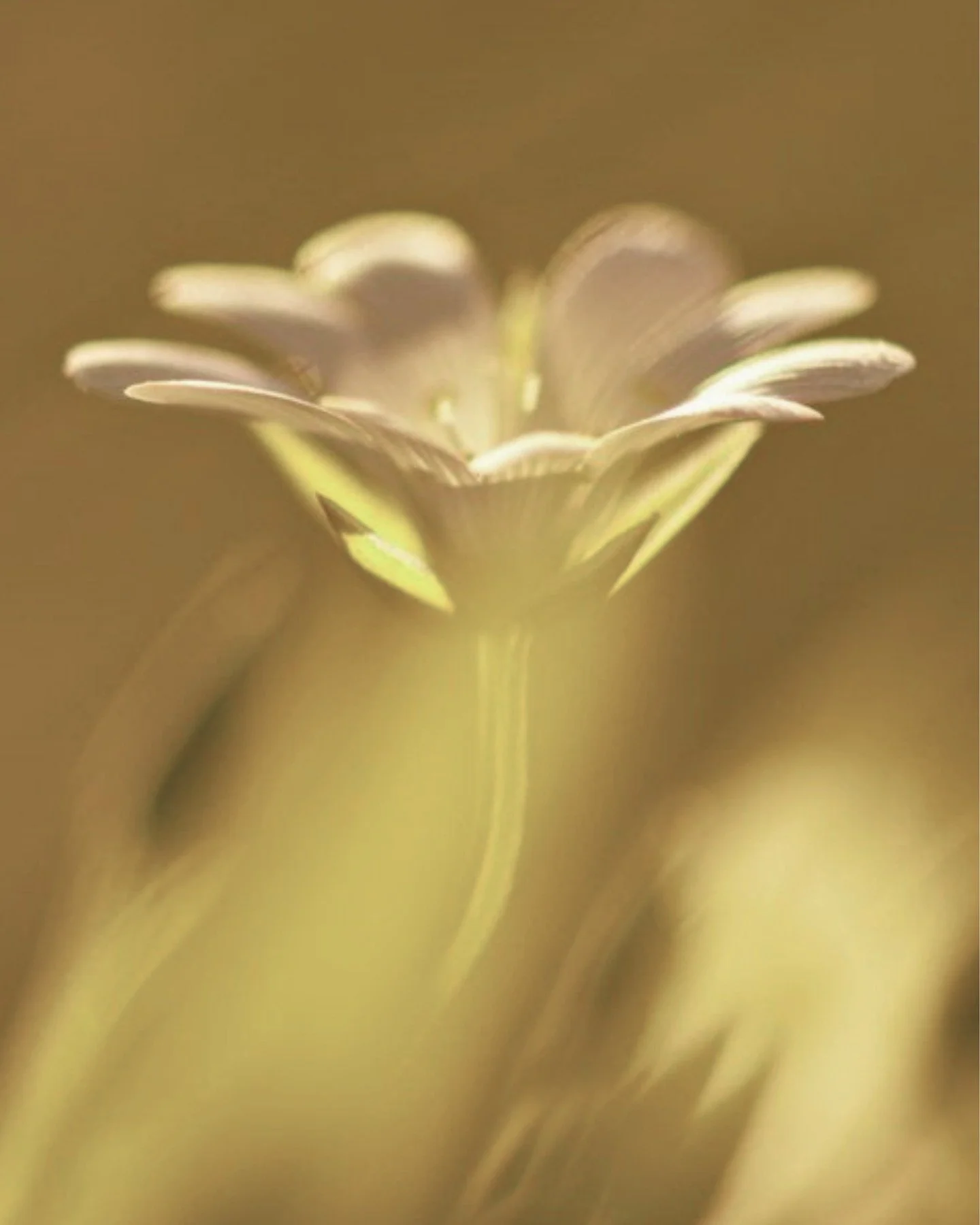 SUNBURNT COUNTRY

Top: Bourbon, Vanilla, Cashmere
Middle: Smoked Vetiver, Clove, Neroli
Base: Amberwood, Cypress, Guac Wood

AMBER / SMOKY / SWEET