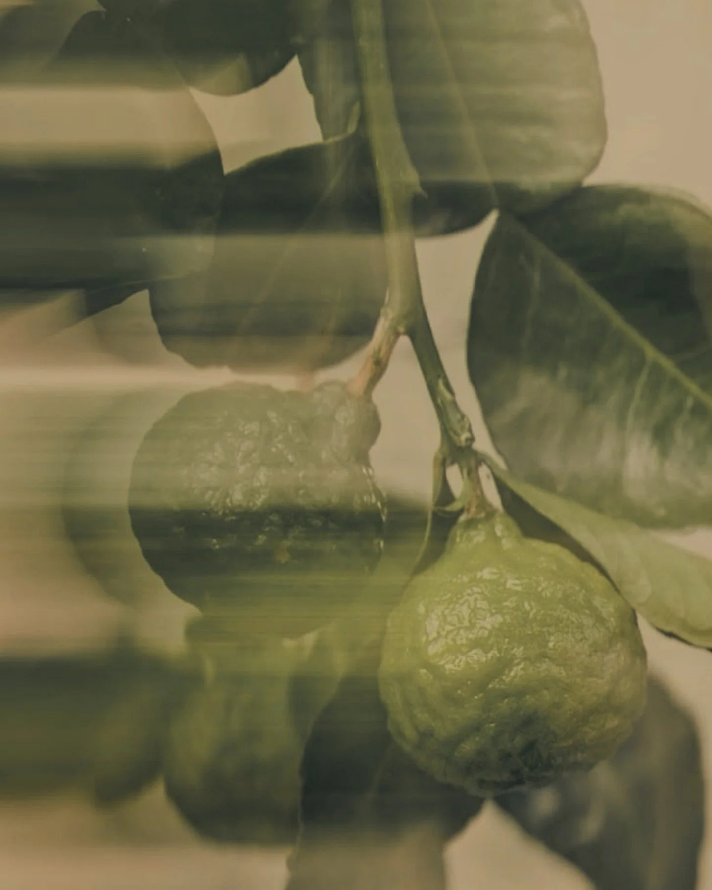 BADLANDS

Bright bergamot cuts through bitter coffee beans, while smoky vetiver and warm vanilla smoulder over cedarwood, leather, and amber. 

AMBER / SMOKY / GOURMAND