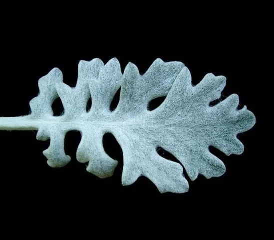 Salt Bush: Where the Bush Meets the Sea