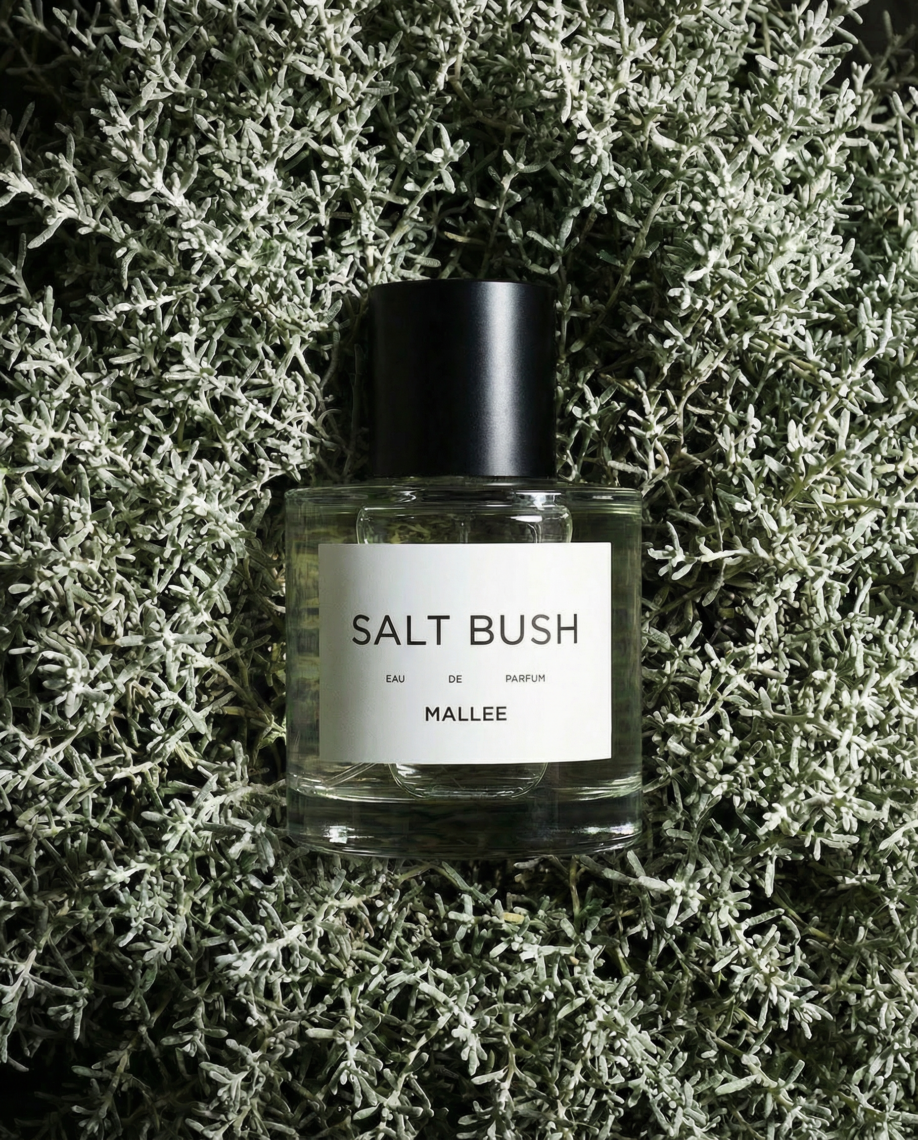 SALT BUSH