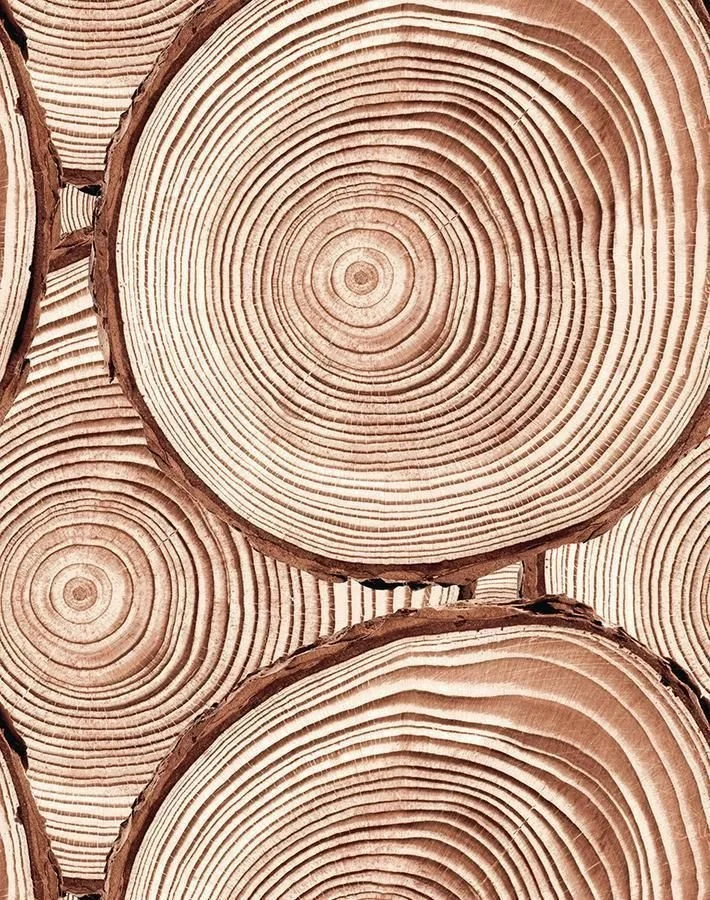 Close-up of cut cross sections of tree logs showing growth rings and wood grain.