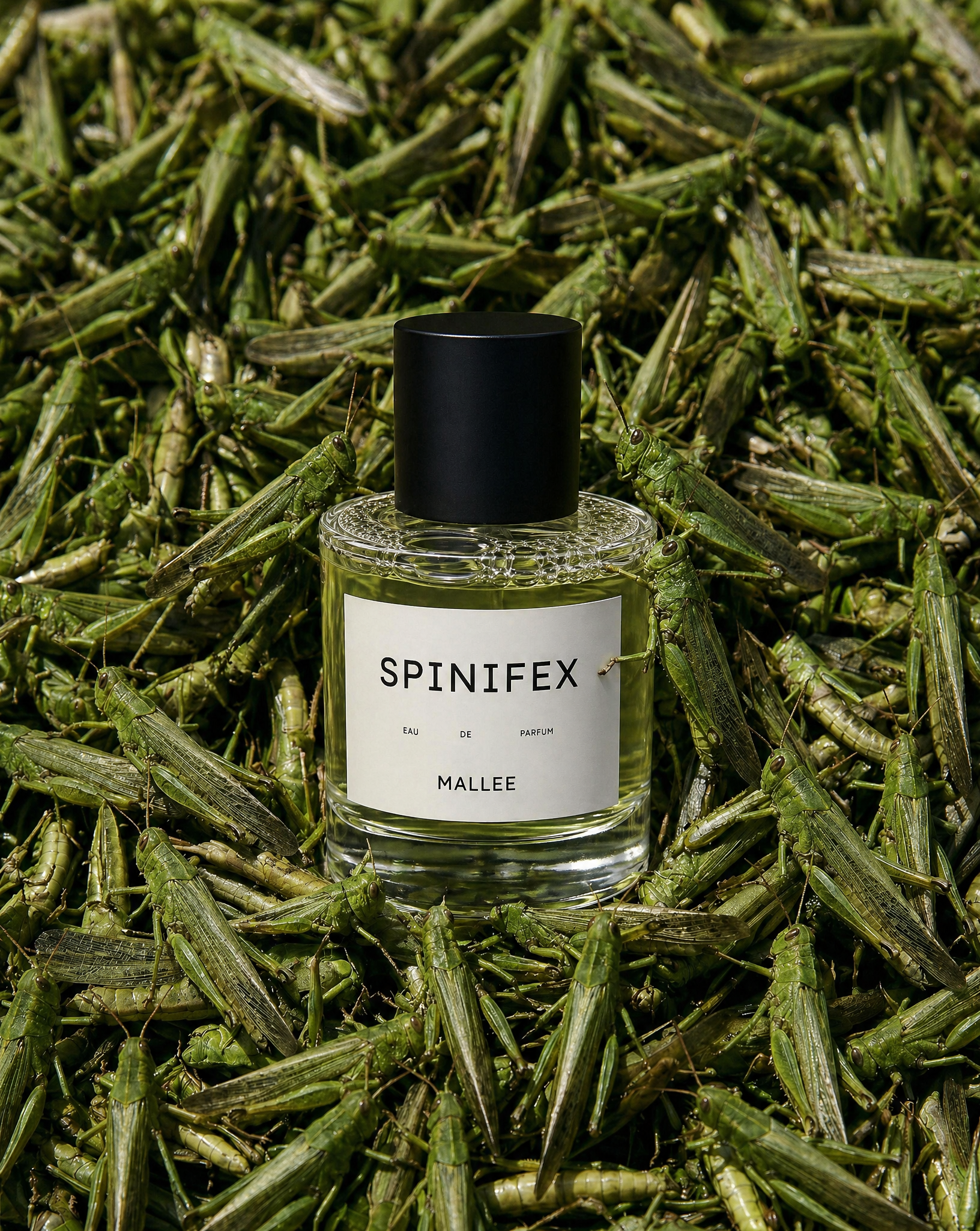 Spinifex Mallee