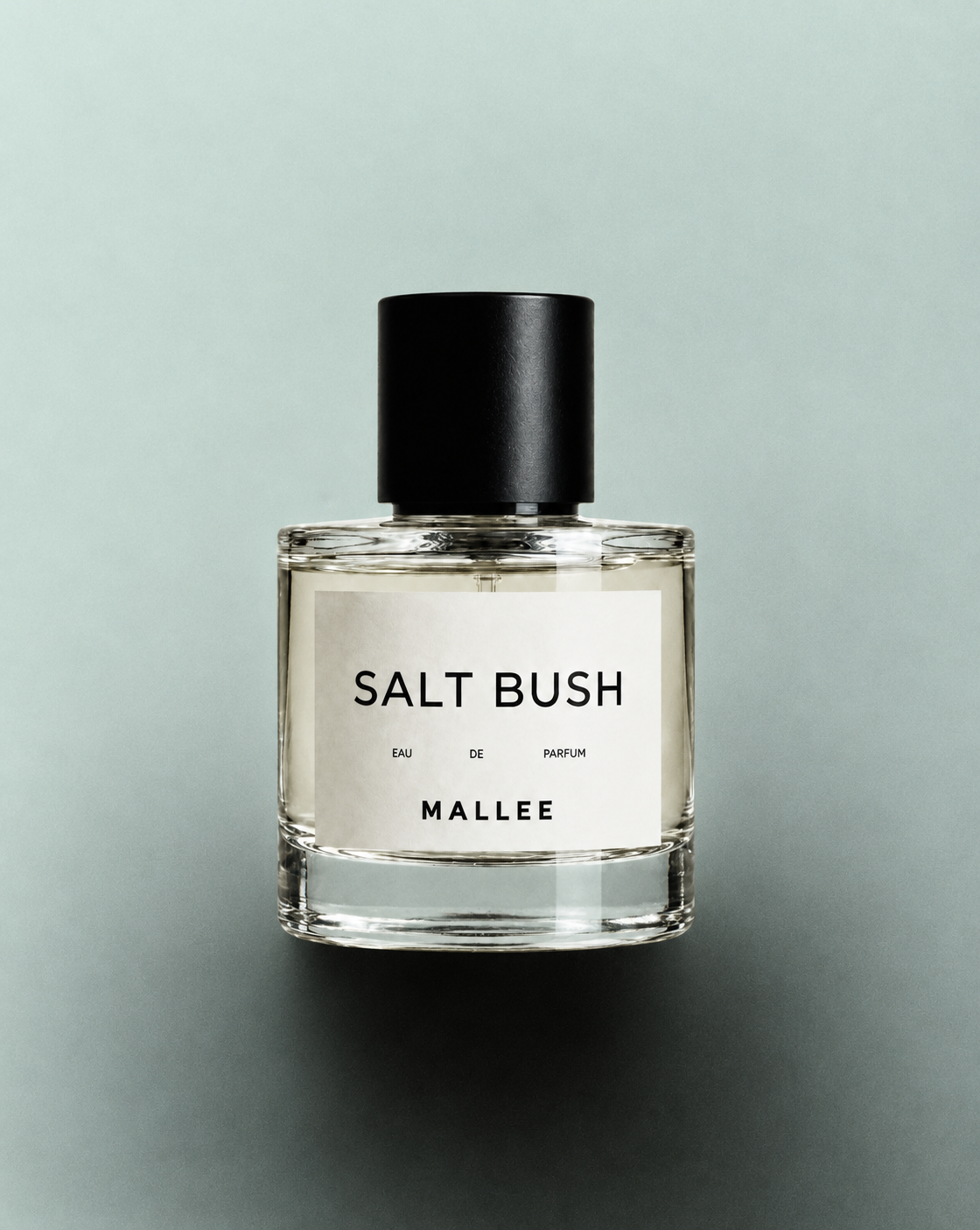 SALT BUSH