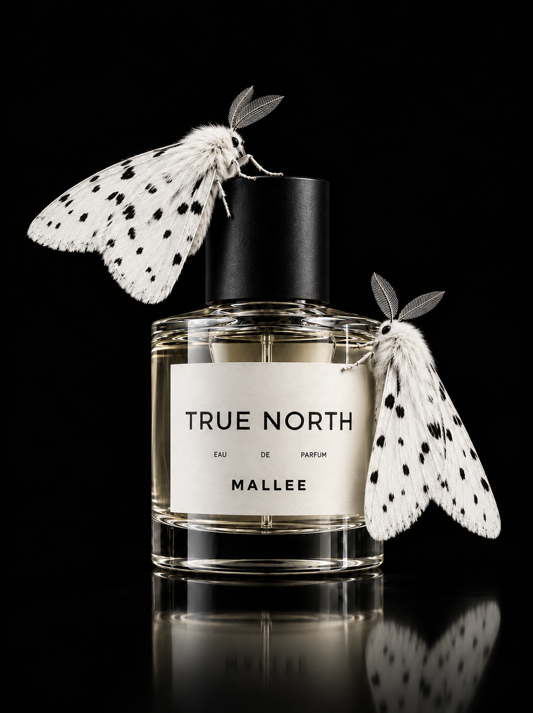 TRUE NORTH