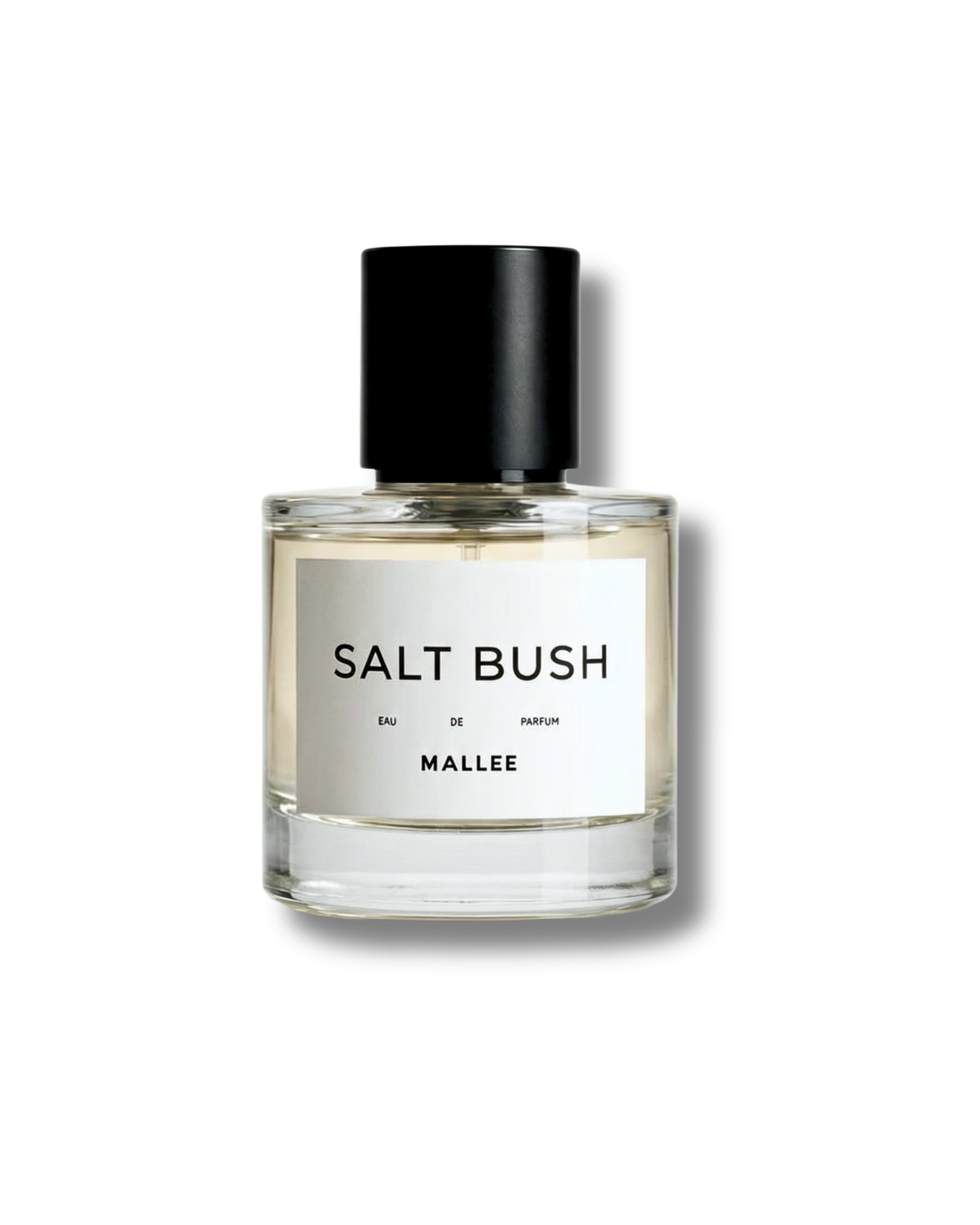 SALT BUSH
