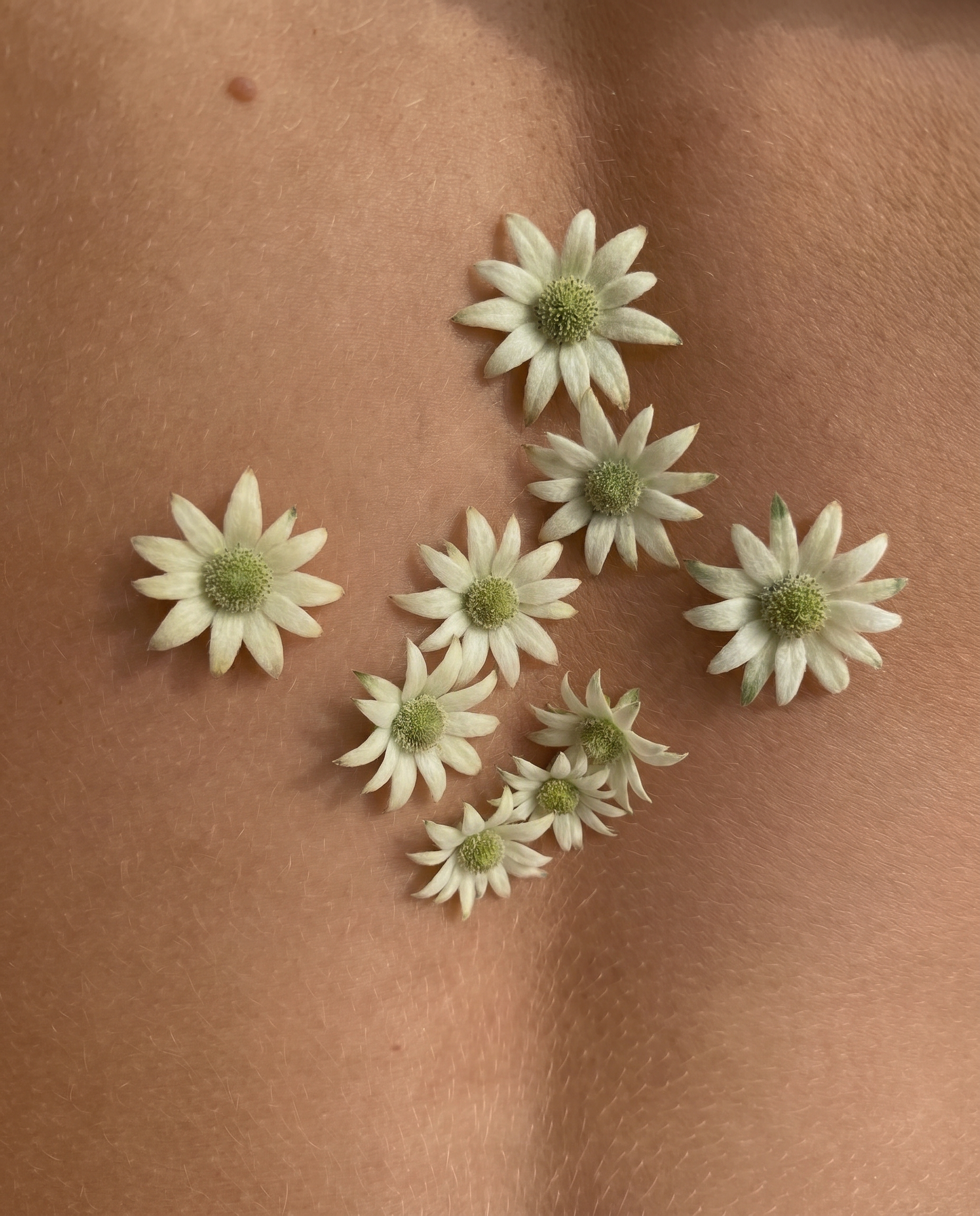 Generated with Kive.ai - Can you create a similar image with flannel flowers instead of daisys (1).png