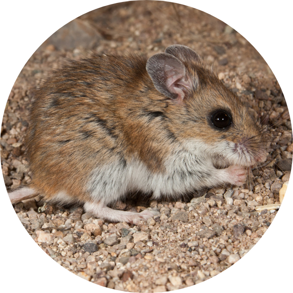 wild deer mouse foraging