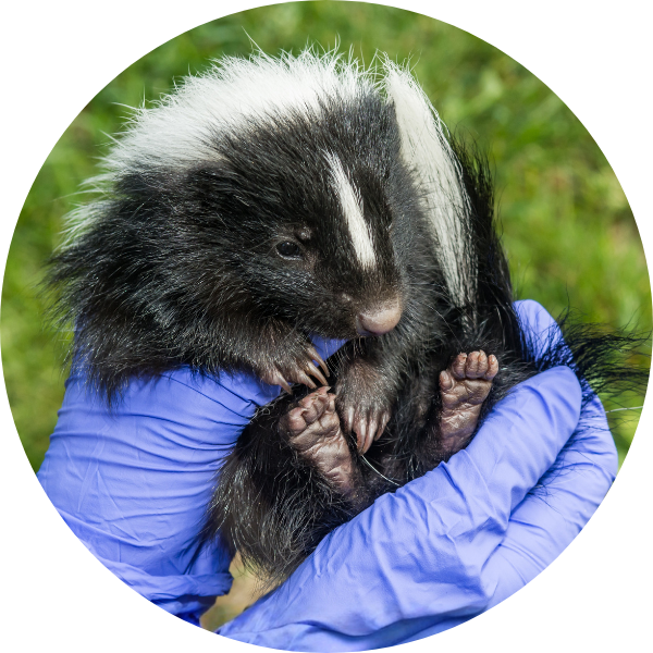 striped skunk kit