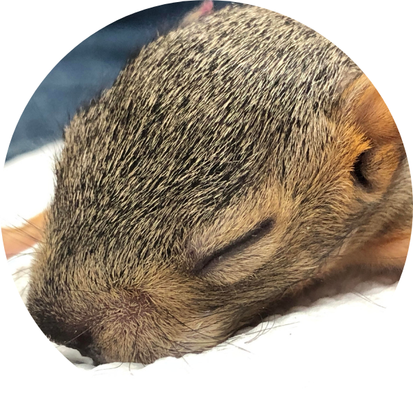 baby squirrel sleeping
