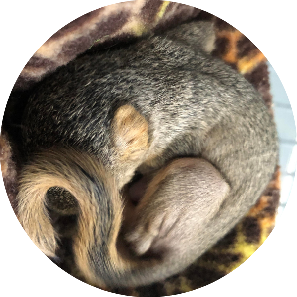 baby squirrel