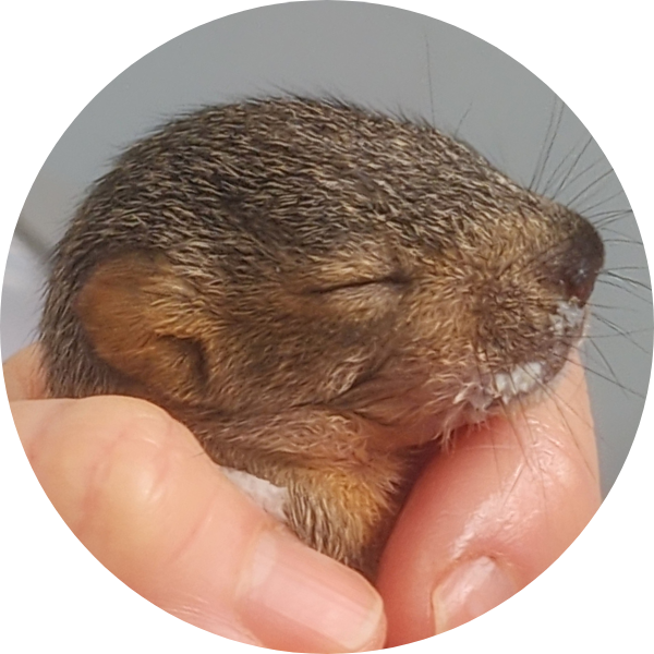 baby squirrel with formula on mouth