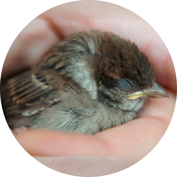 baby sparrow