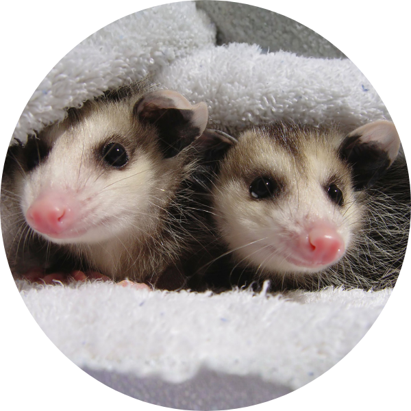 two baby opossums
