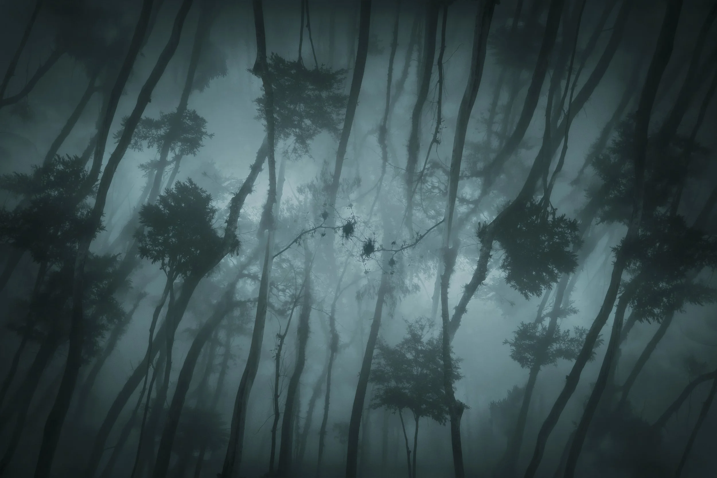 Un bosque de árboles altos cubiertos por niebla densa que reduce la visibilidad y crea una atmósfera misteriosa.