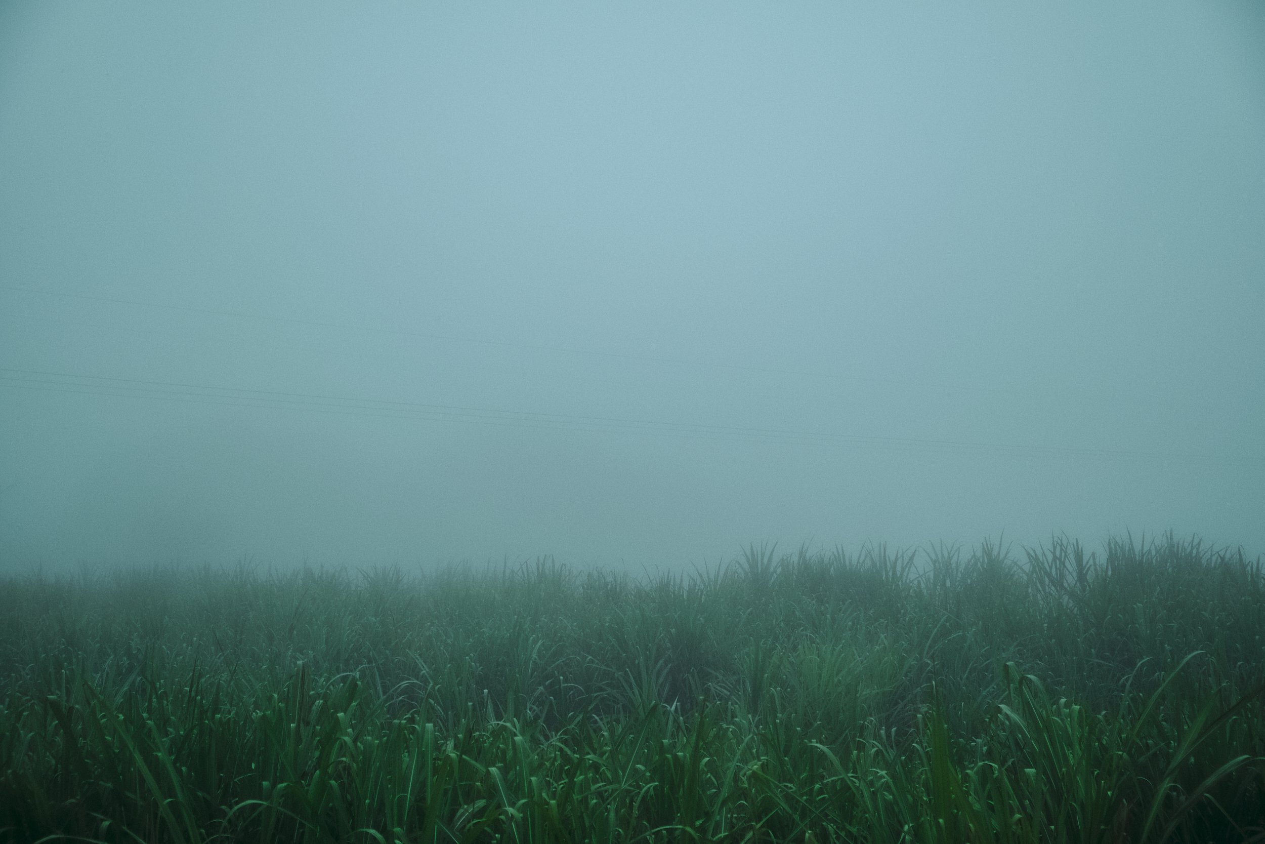 Paisaje con niebla sobre un campo de hierba y árboles en el horizonte