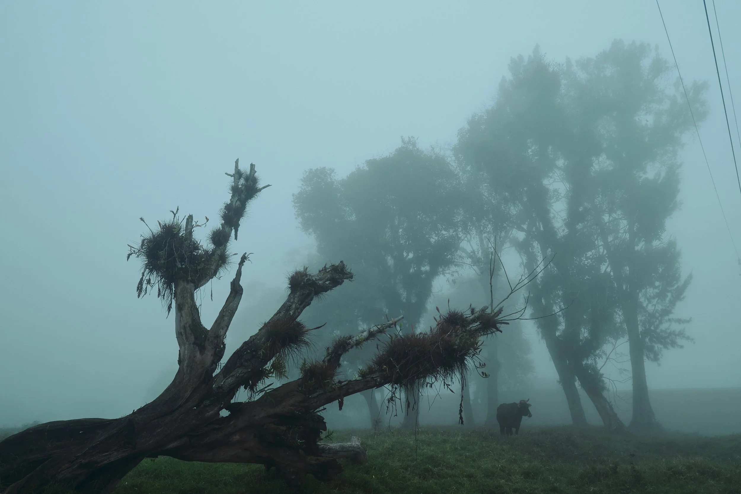 Árbol caído en un paisaje con niebla, con vacas en el fondo y cables de electricidad en el cielo.