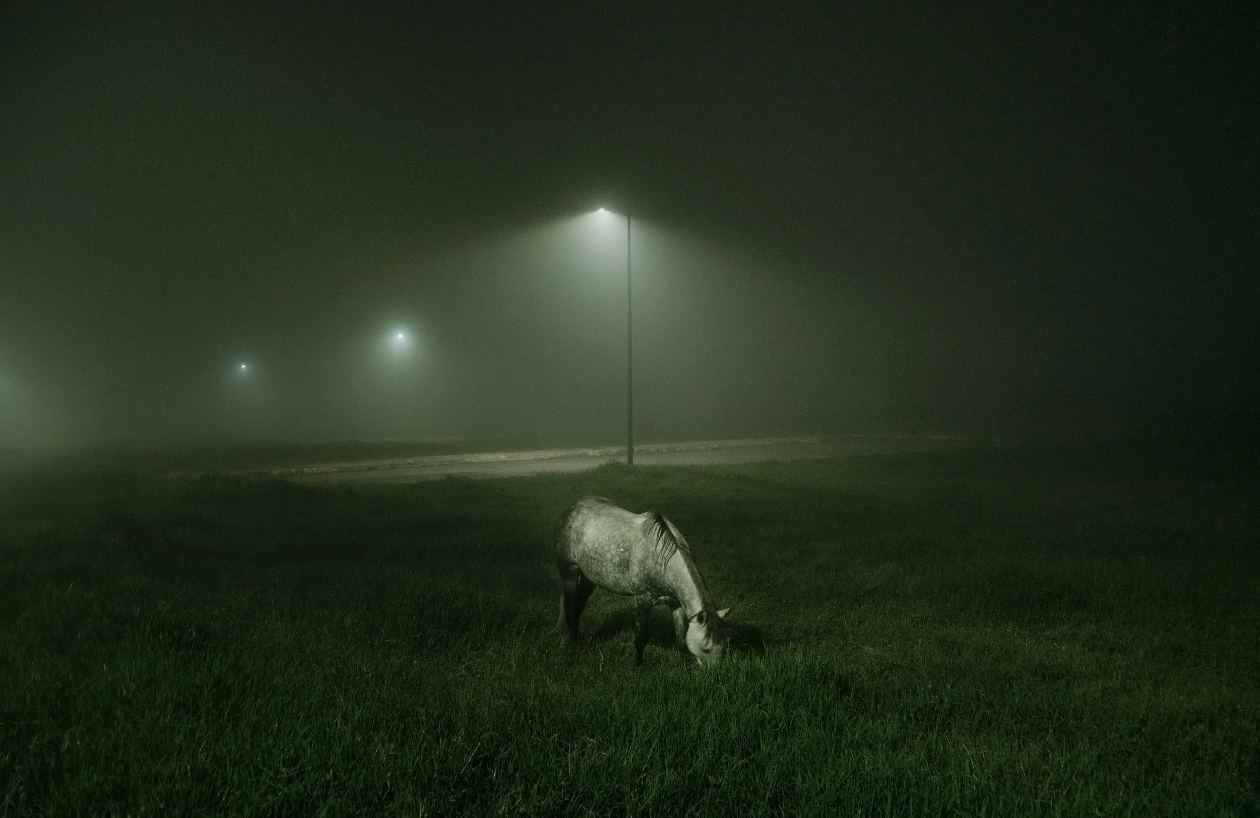 Un caballo en un campo con neblina y farolas encendidas en la noche.