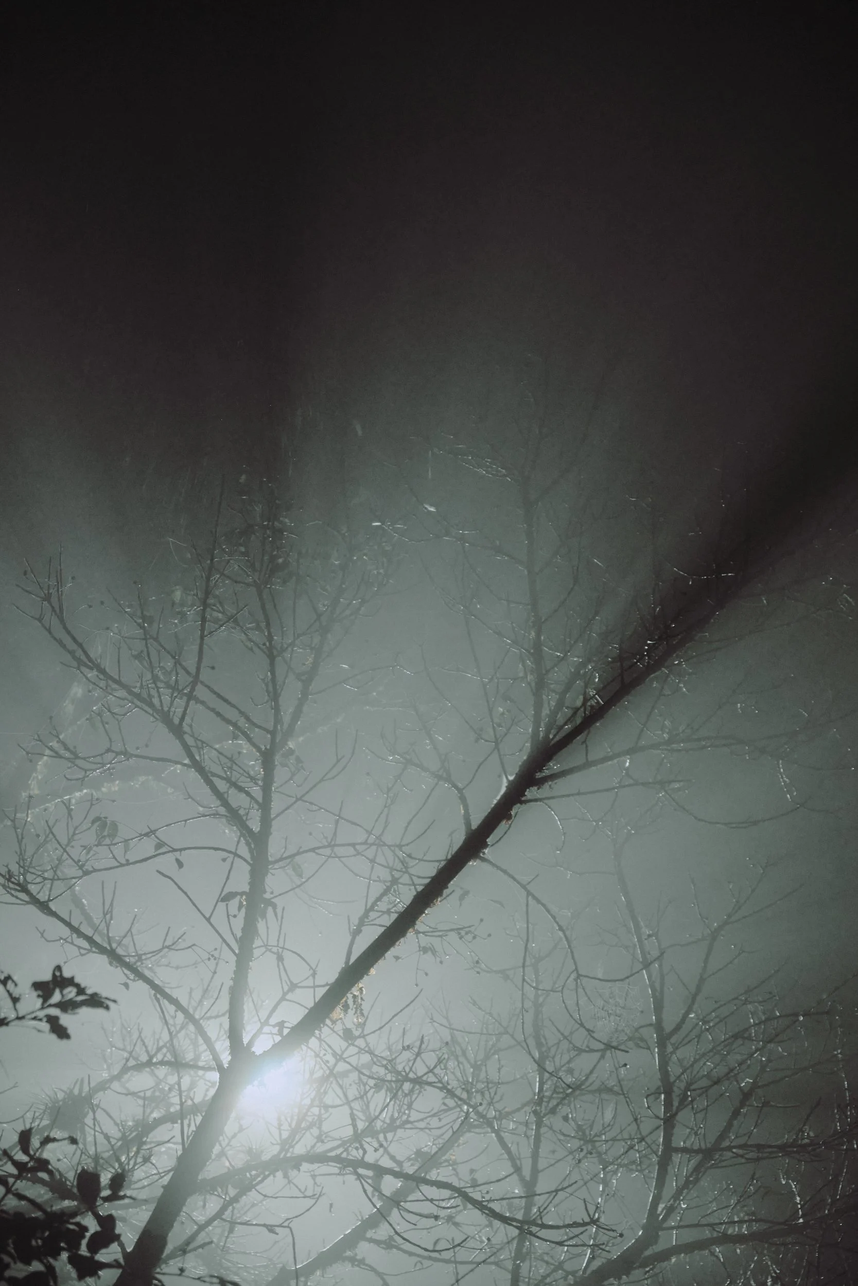 Noche de neblina con árboles sin hojas y una luz de fondo que atraviesa la niebla.