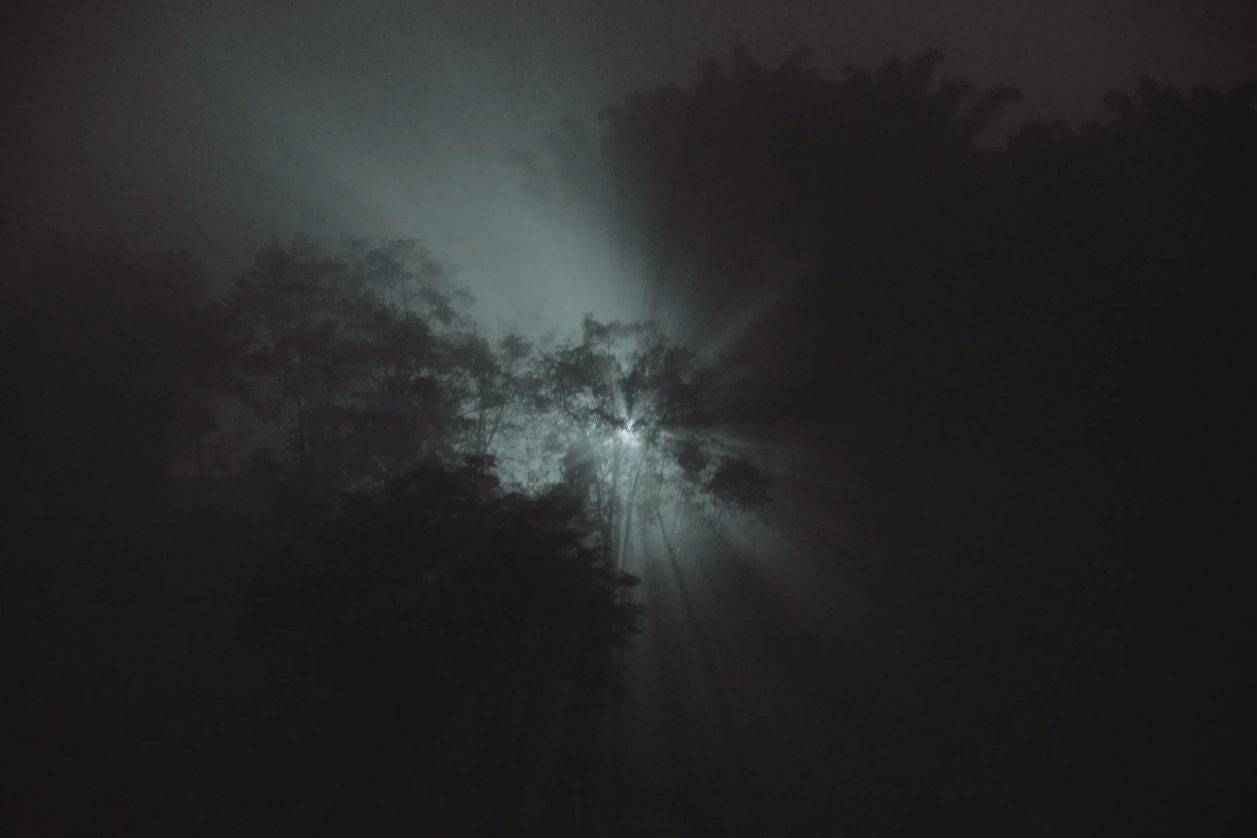 Noche en un bosque con árboles y una linterna brillante que lanza rayos de luz a través de la oscuridad.