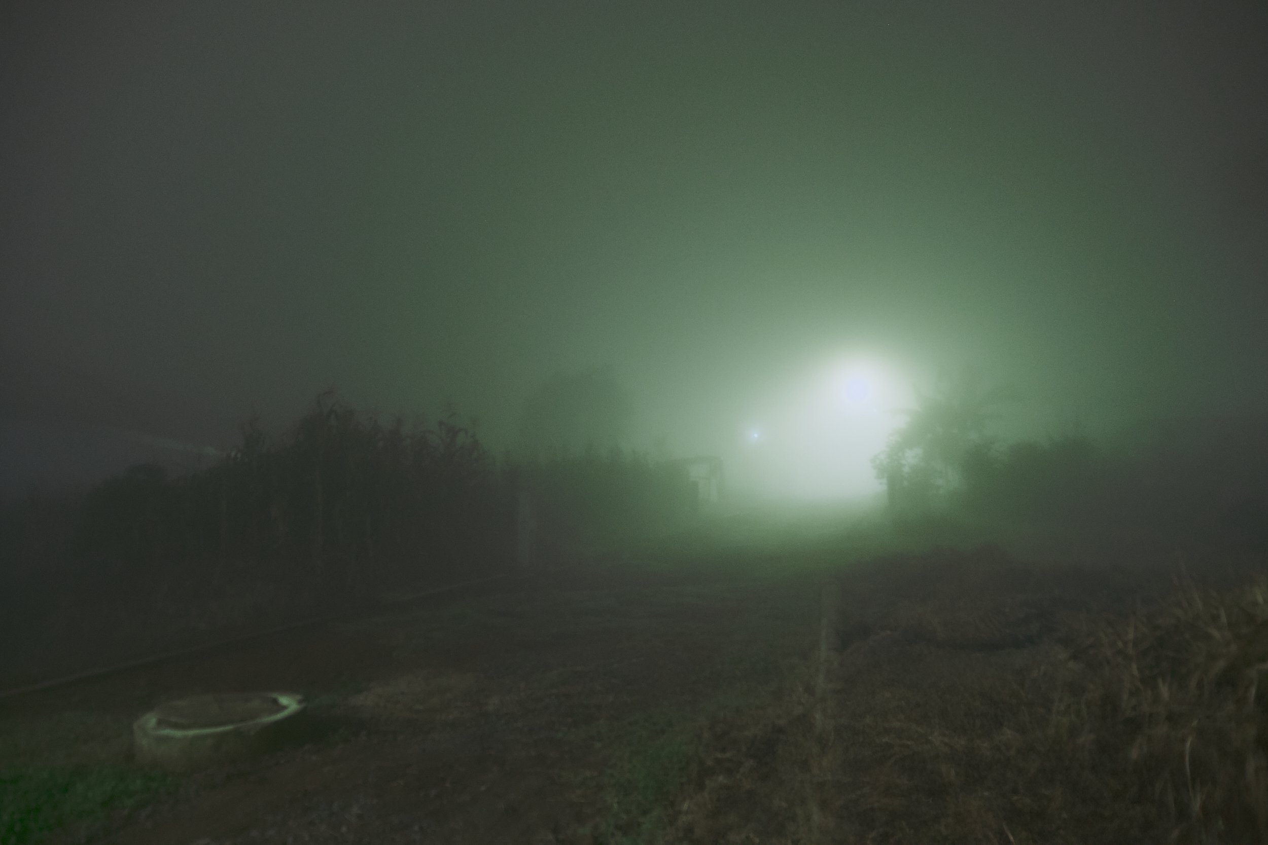 Niebla espesa en una calle con árboles y una fuente de luz brillante