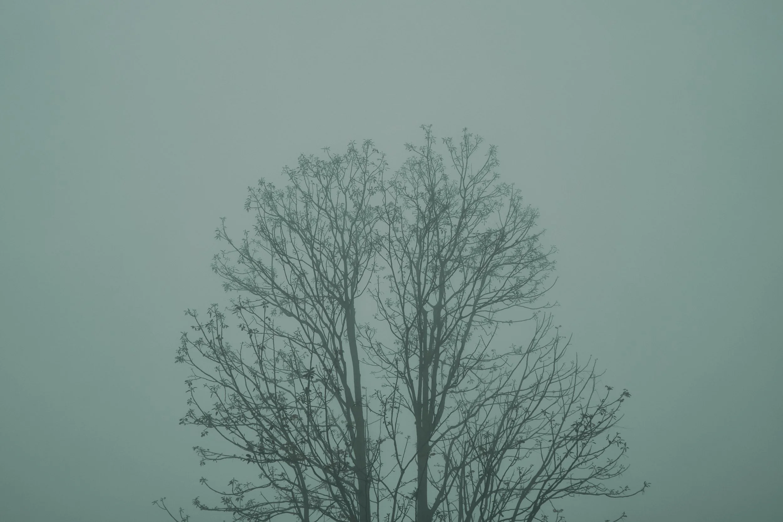 Árbol sin hojas con ramas delgadas y un cielo despejado en el fondo.