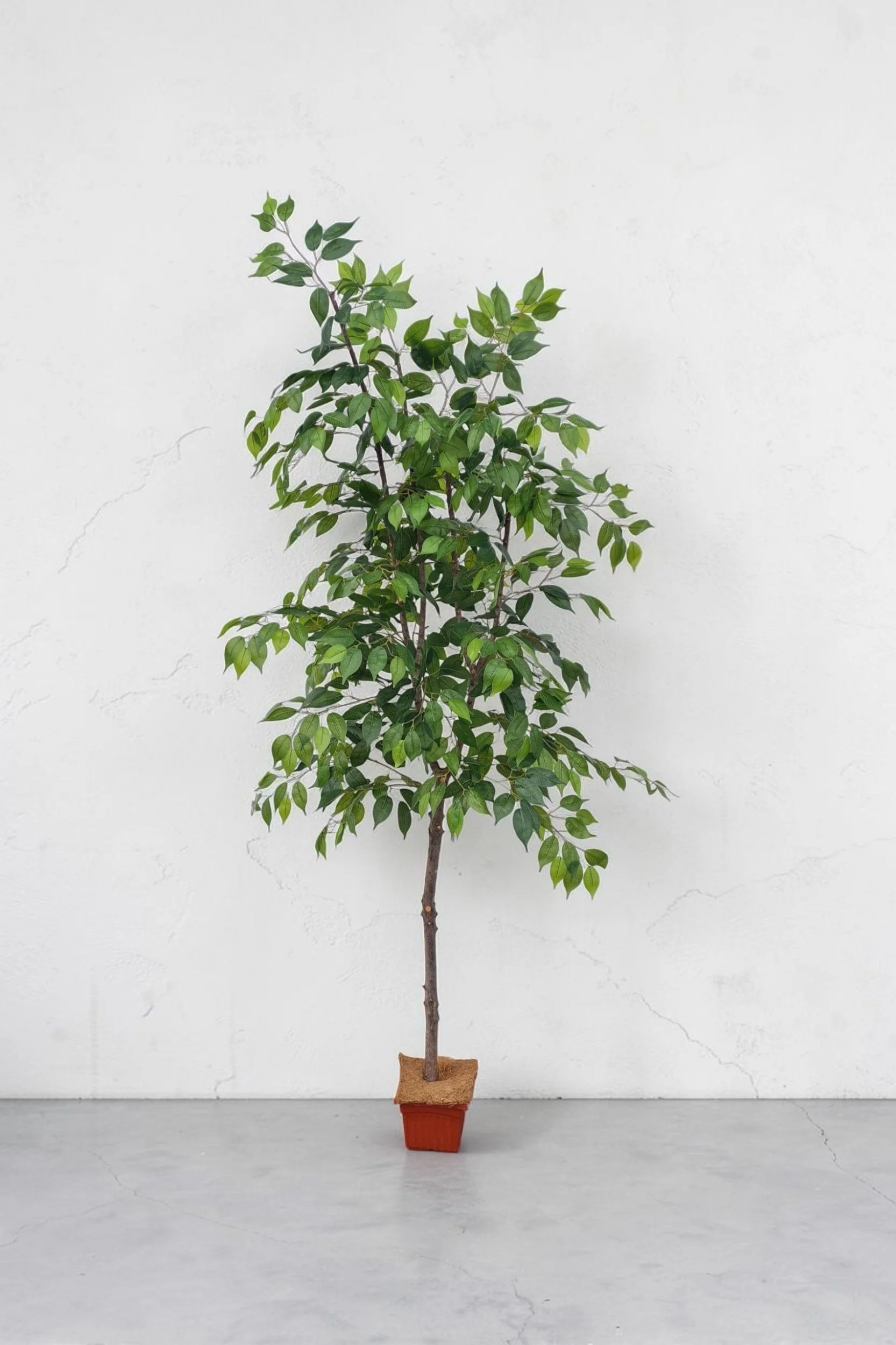 Artificial Ficus Tree 210cm