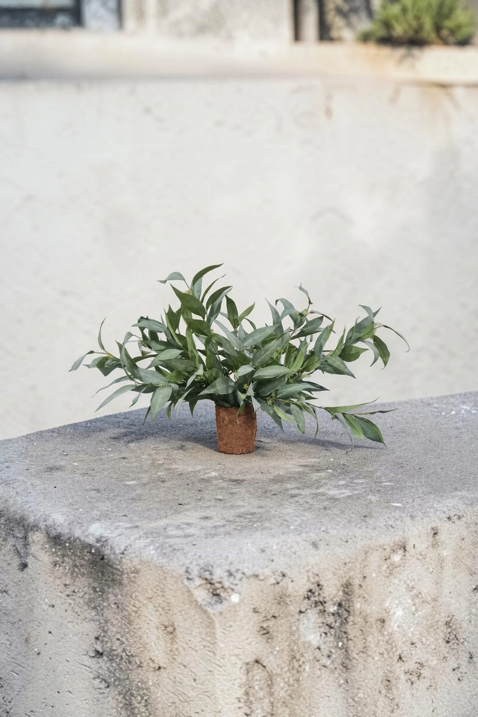 Drop In- Eucalyptus