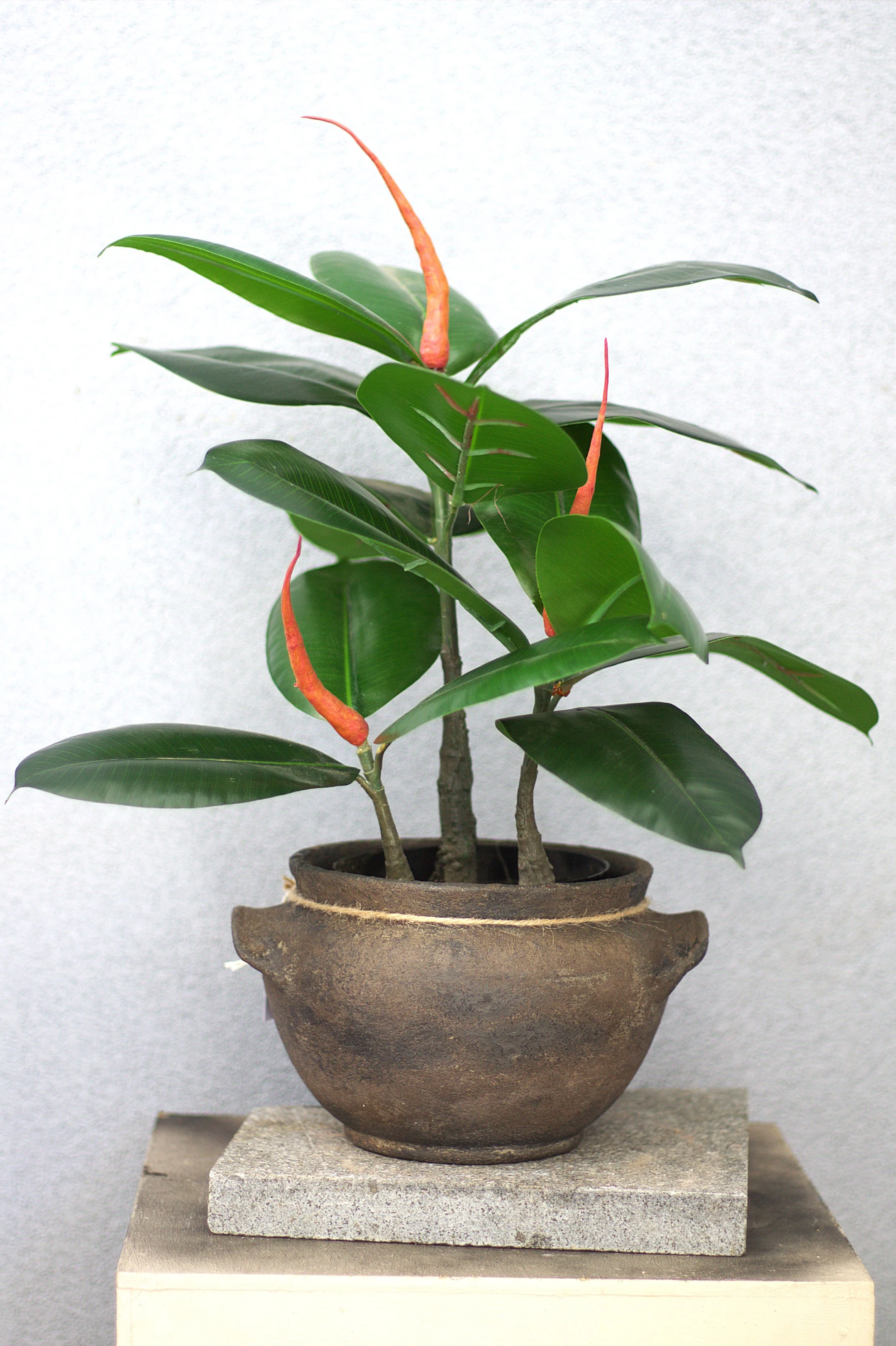 Modern rustic pot with artificial Rubber plant