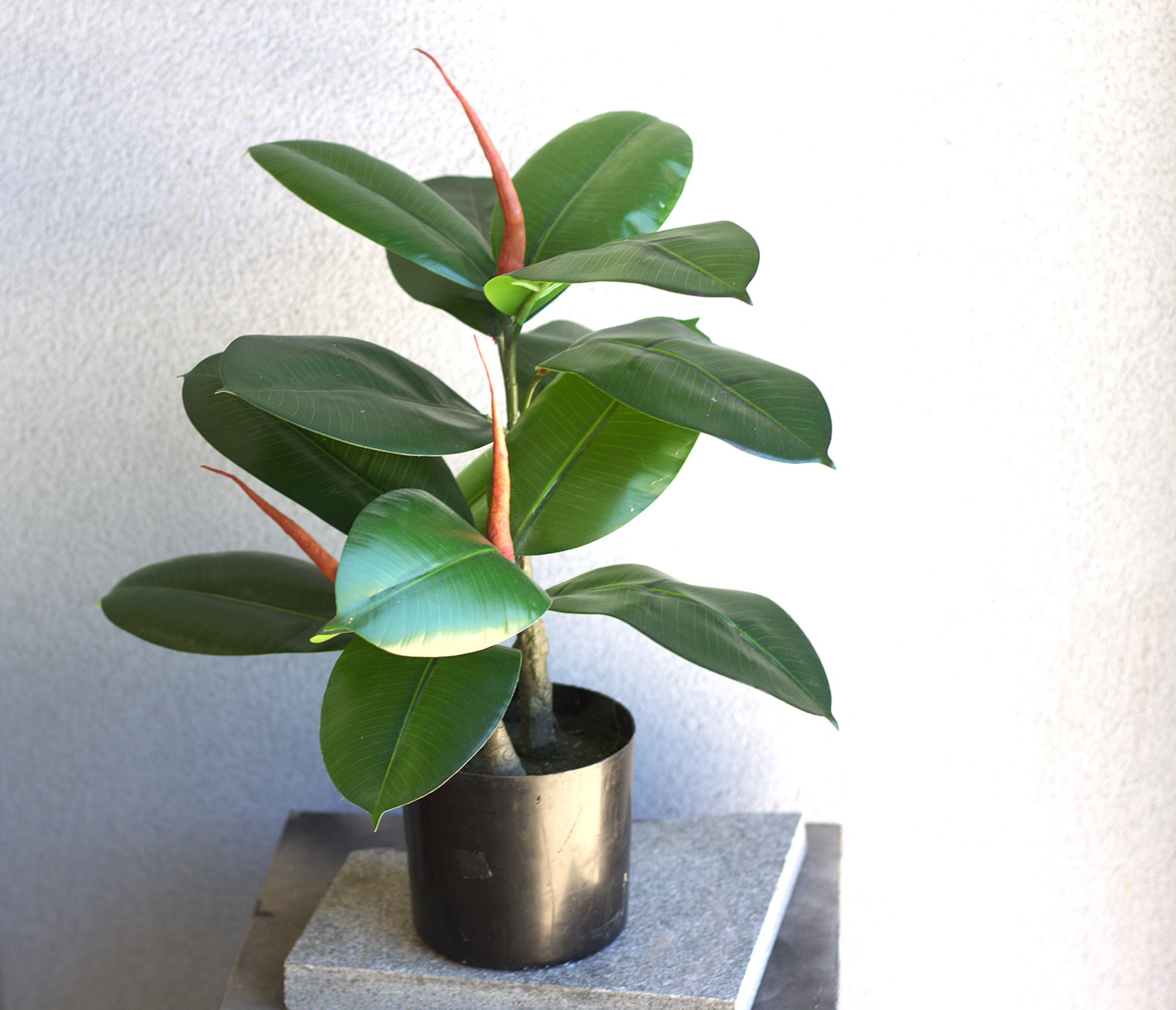 Faux Ficus Rubber Tree Small