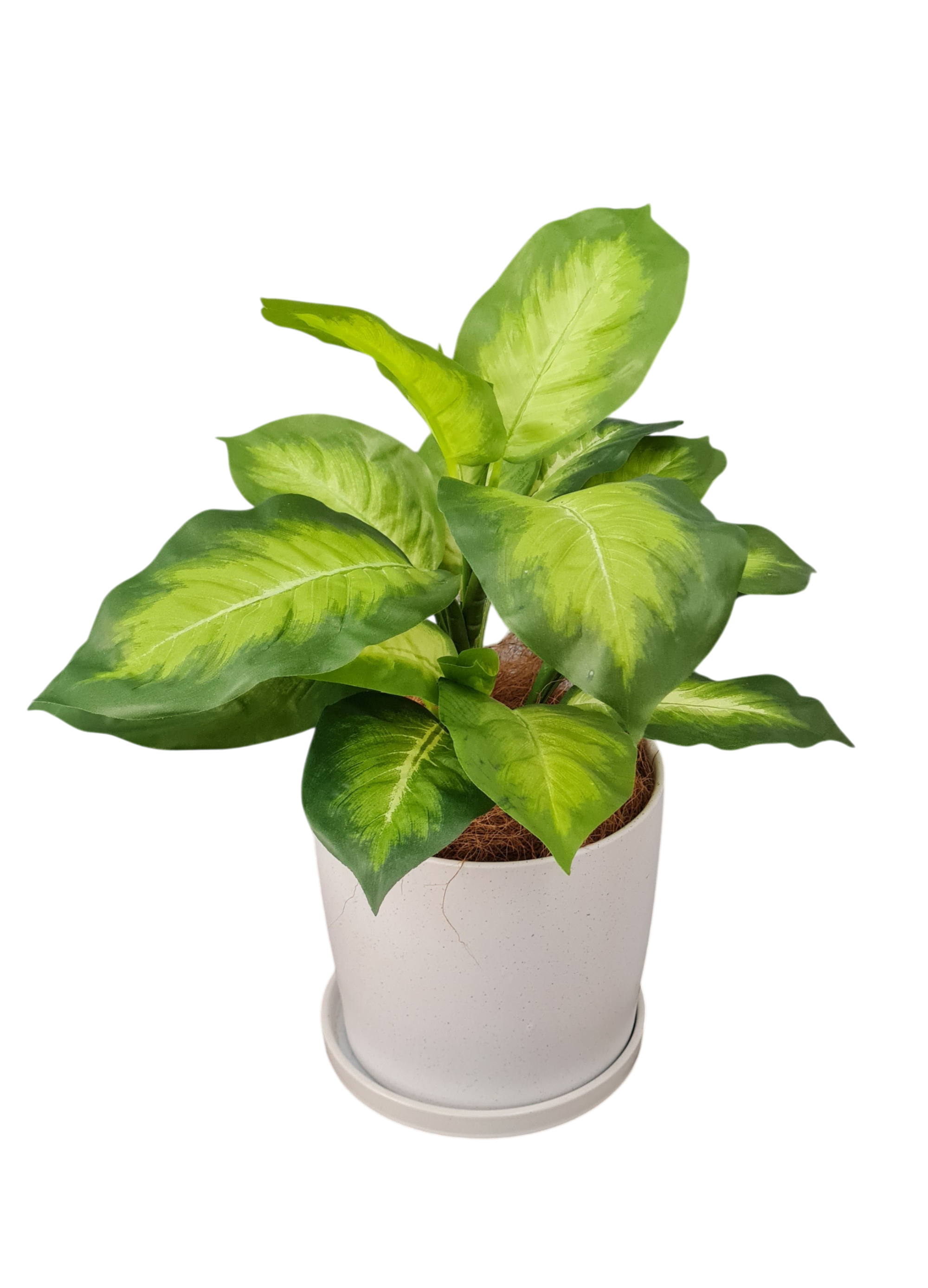 Artificial Dieffenbachia Plant with pot