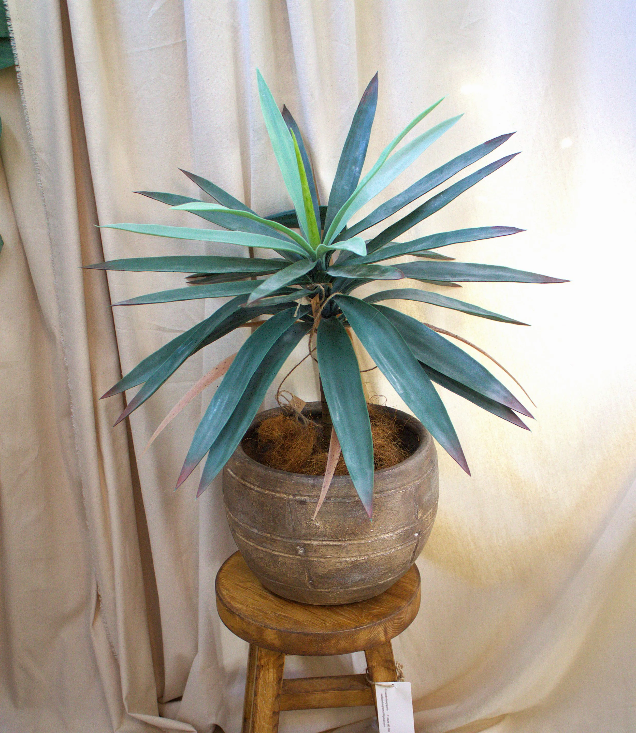 Timeless Dragon Tree with Aged pot
